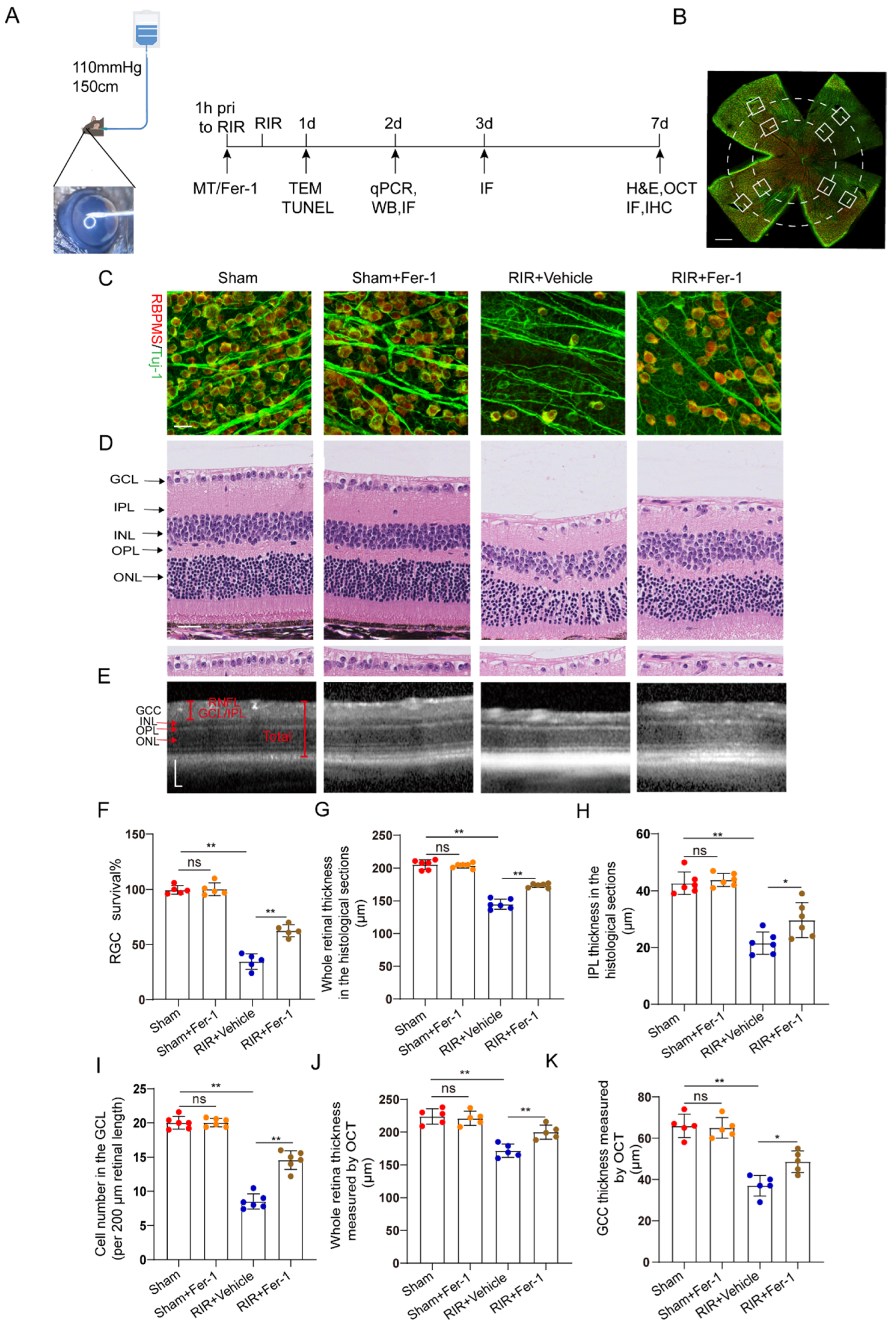 Antioxidants 12 01173 g002 Antioxidants 12 01173 g002