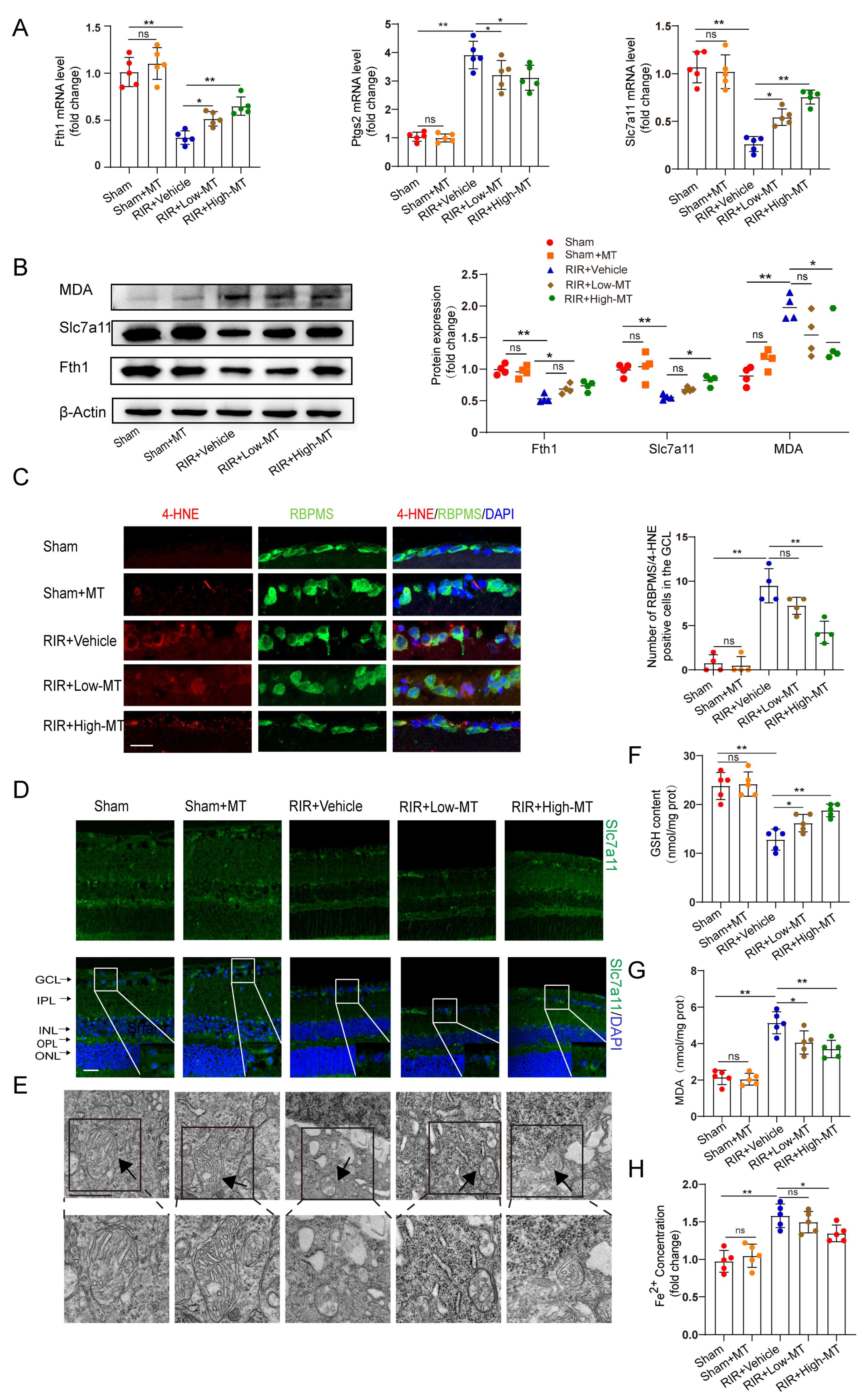 Antioxidants 12 01173 g004 Antioxidants 12 01173 g004