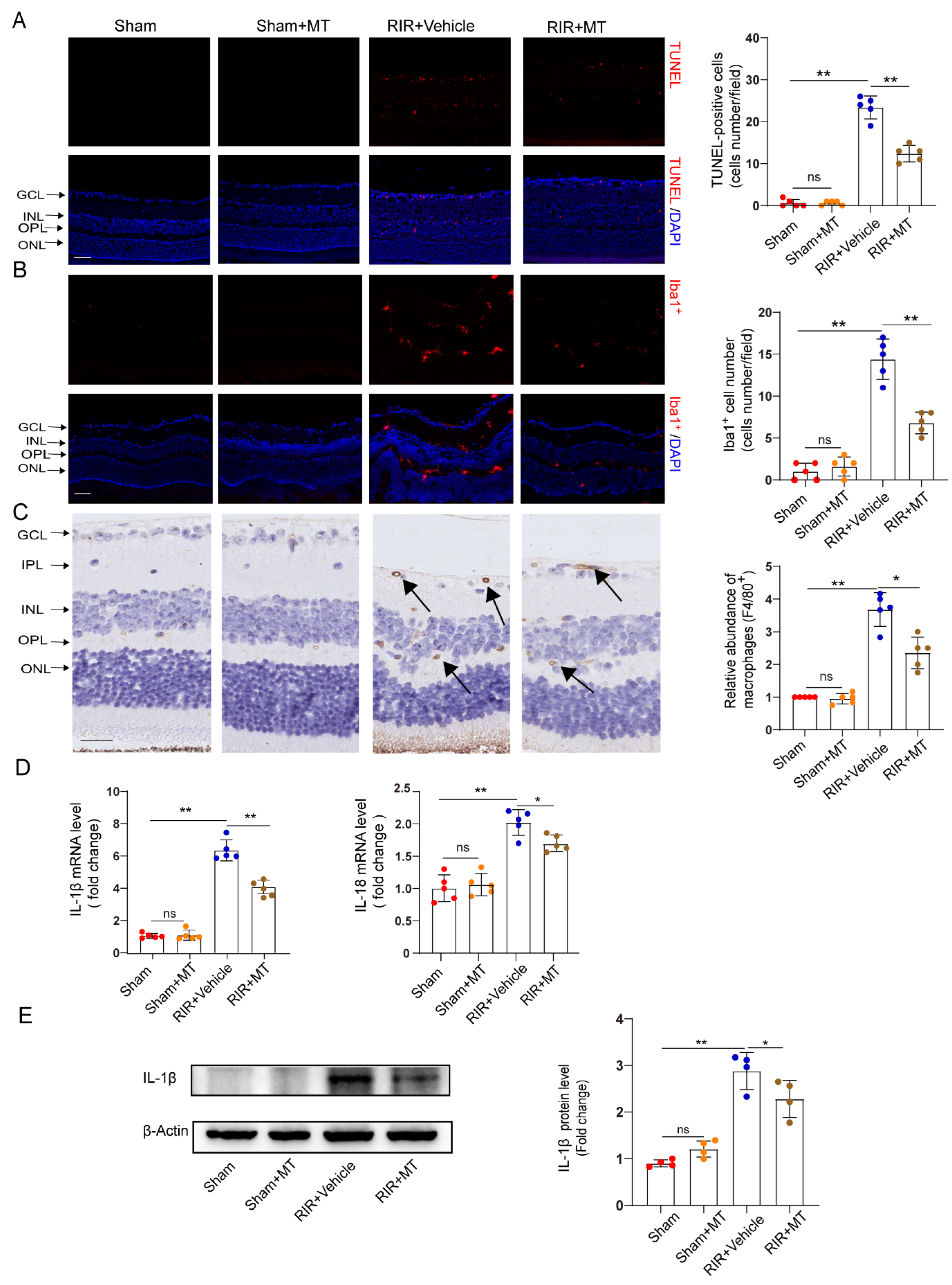 Antioxidants 12 01173 g006 Antioxidants 12 01173 g006