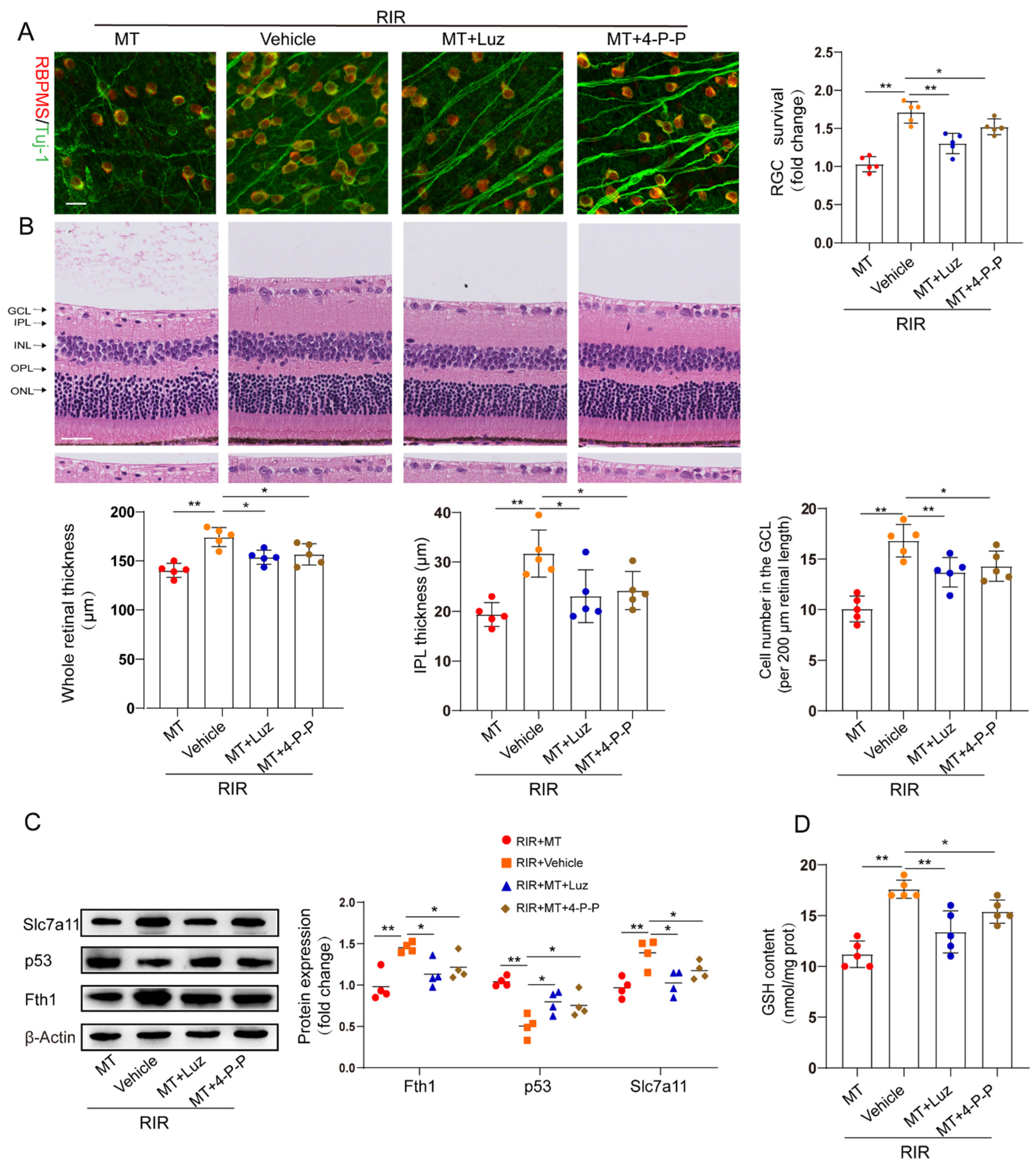 Antioxidants 12 01173 g007 Antioxidants 12 01173 g007