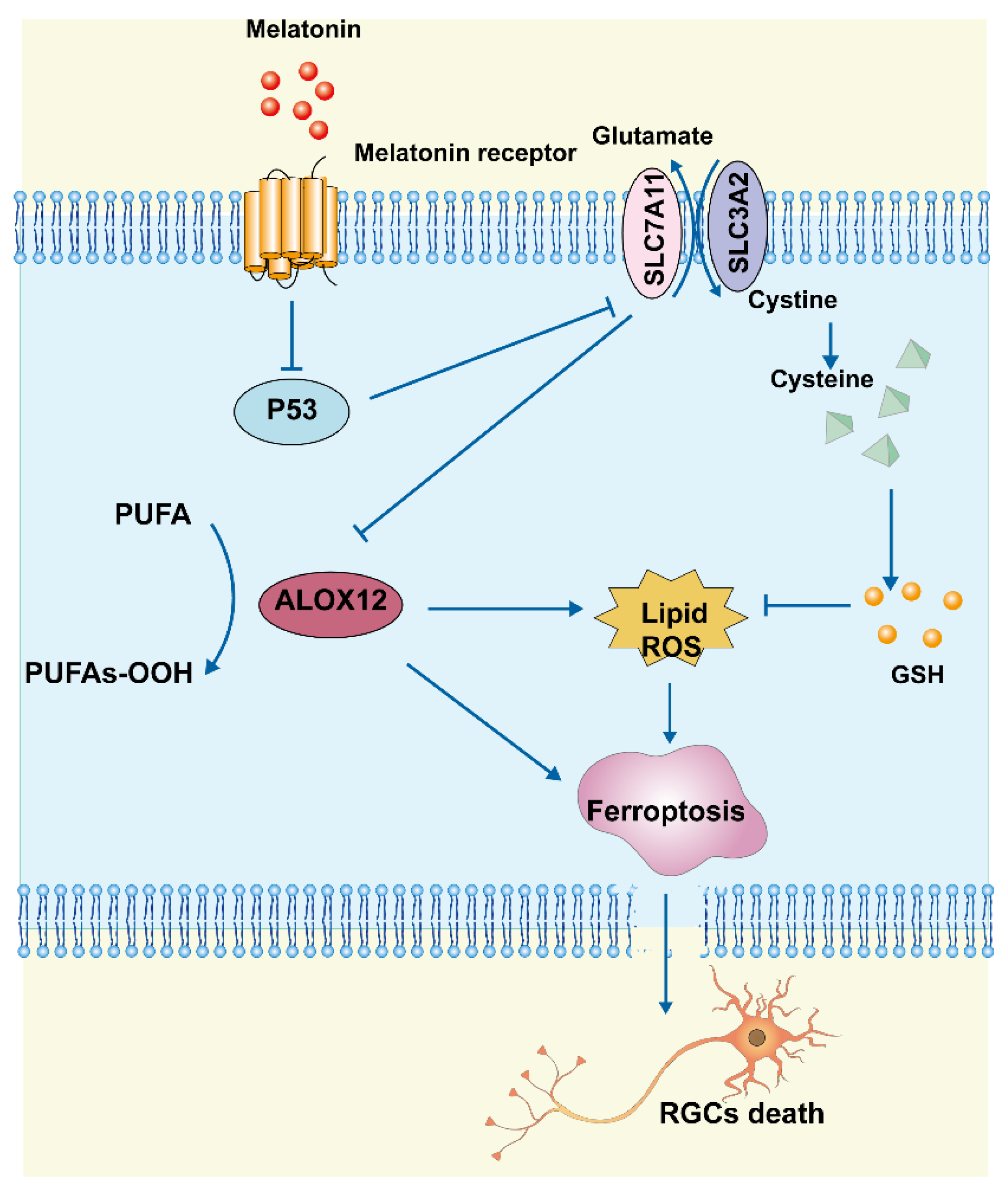 Antioxidants 12 01173 g009 Antioxidants 12 01173 g009
