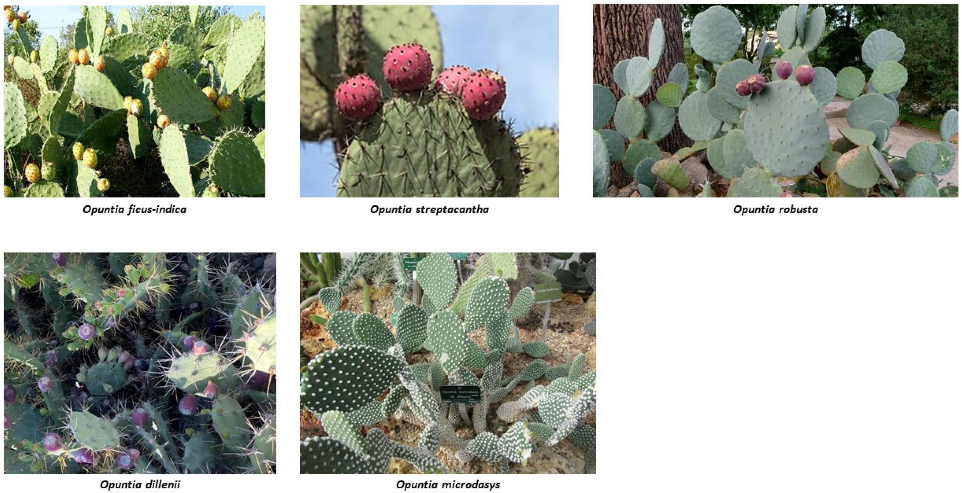 Antioxidants 12 01174 g001