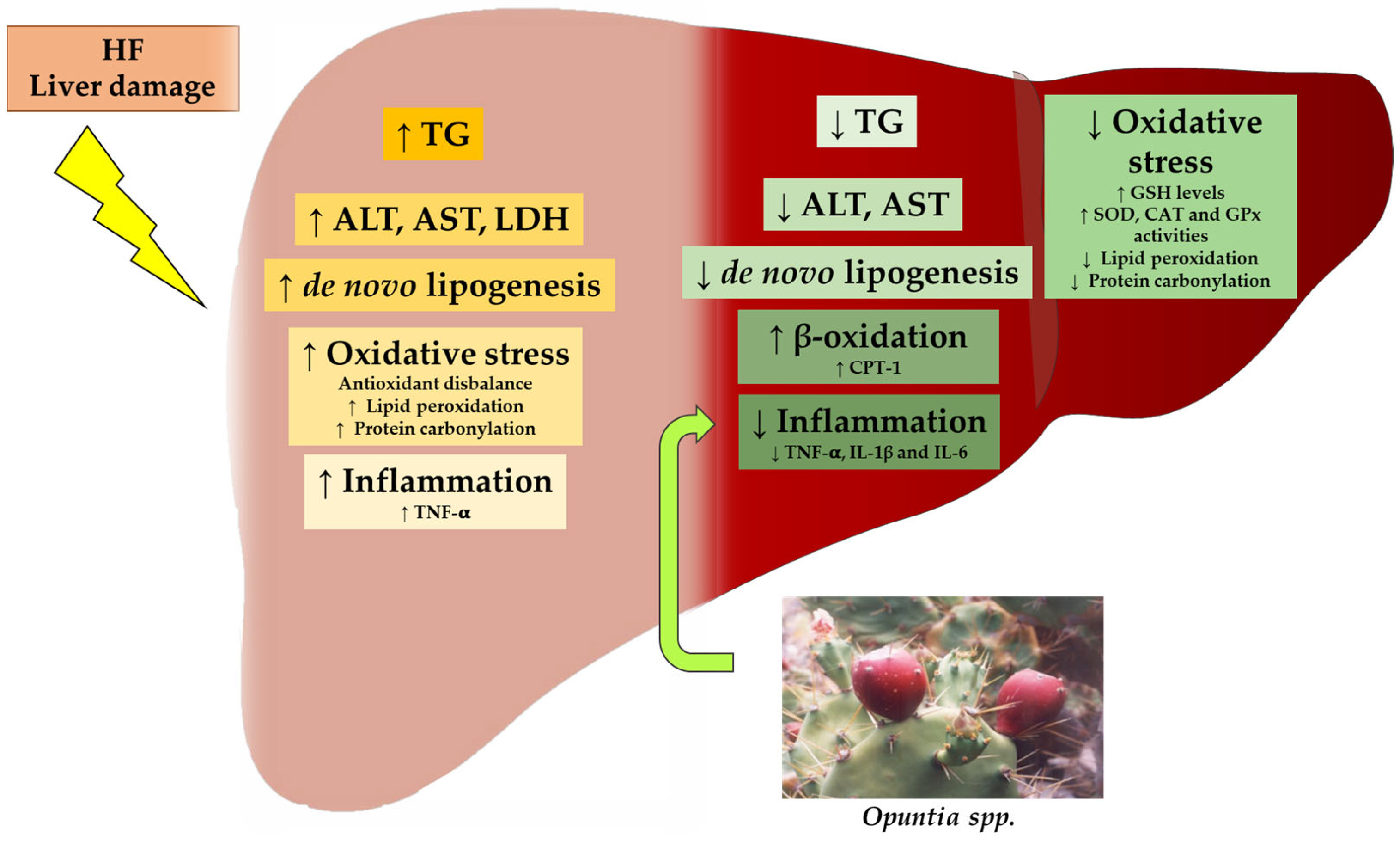 Antioxidants 12 01174 g002