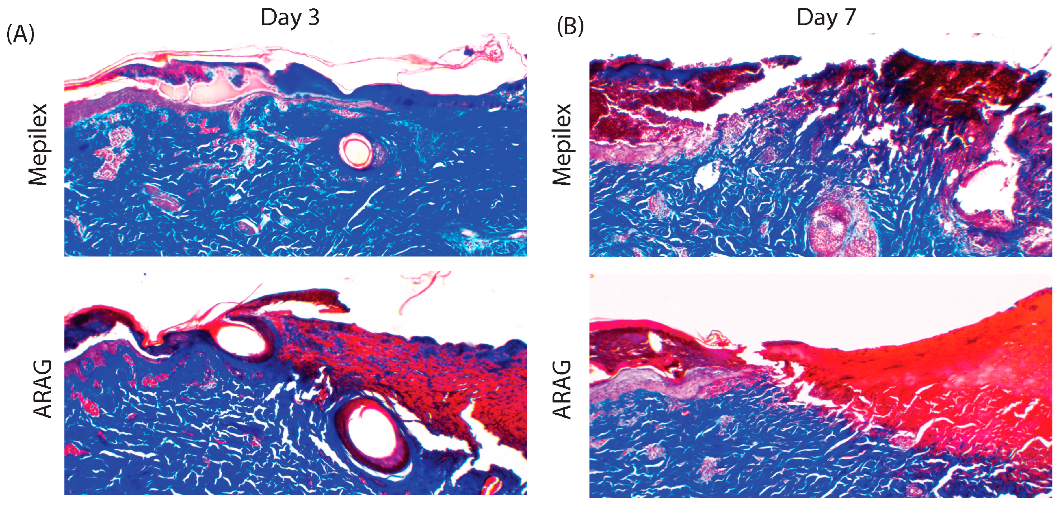 Antioxidants 12 01176 g006