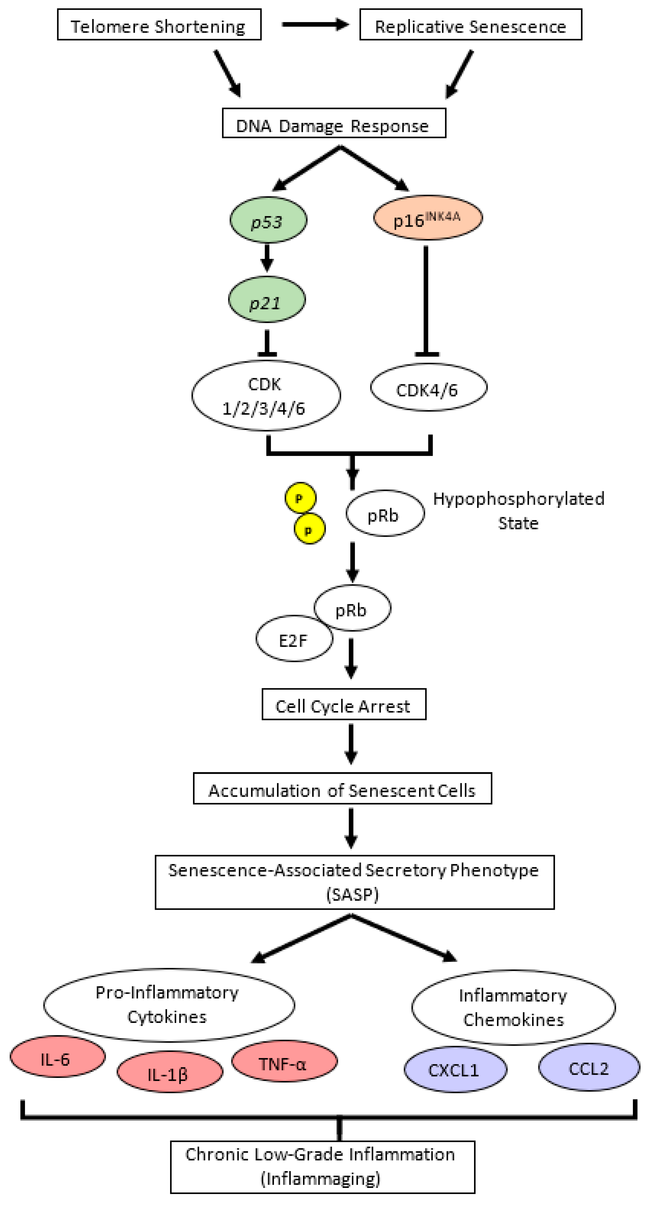 Antioxidants 12 01178 g009