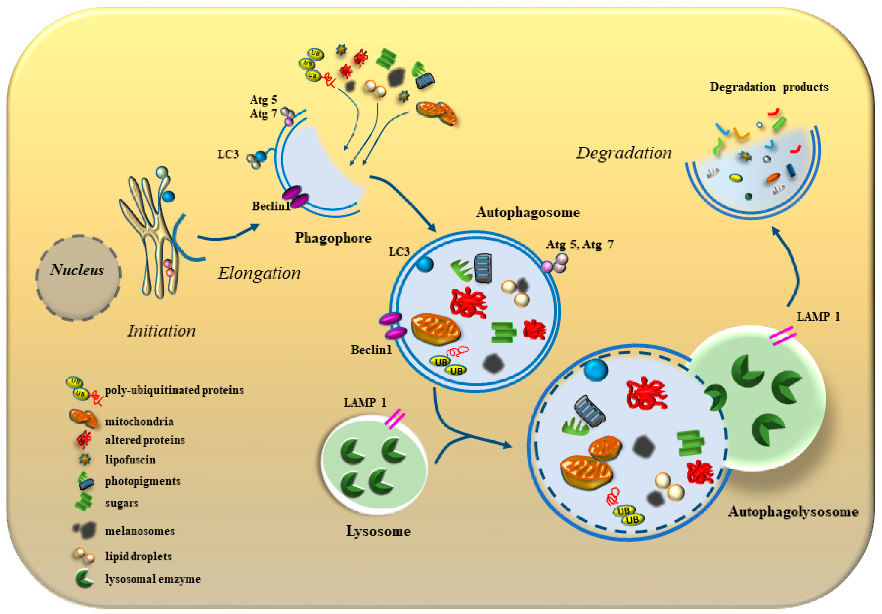 Antioxidants 12 01183 g001