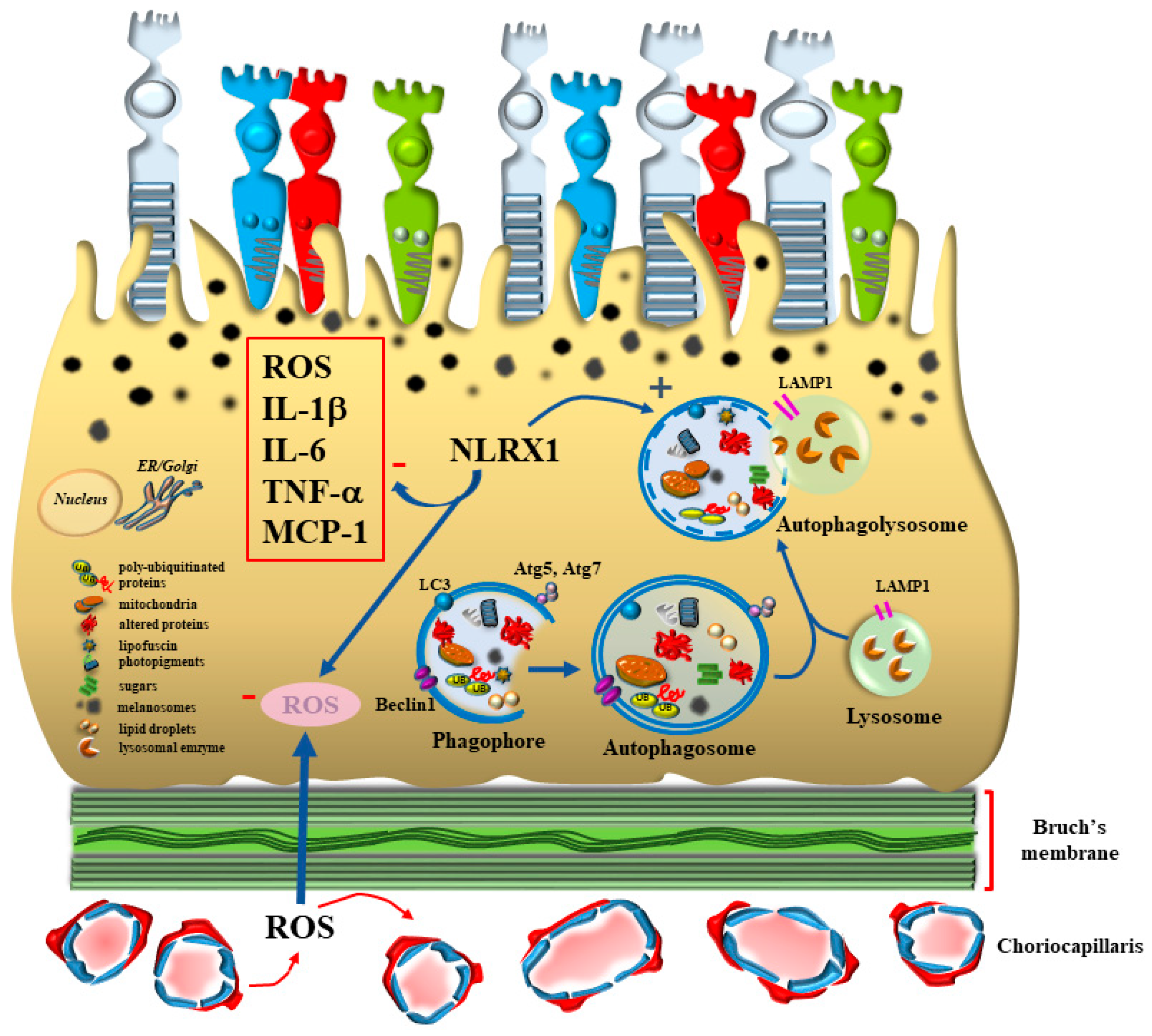 Antioxidants 12 01183 g002
