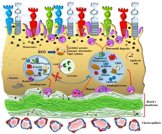 Antioxidants 12 01183 g003