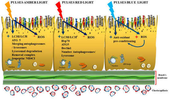 Antioxidants 12 01183 g004
