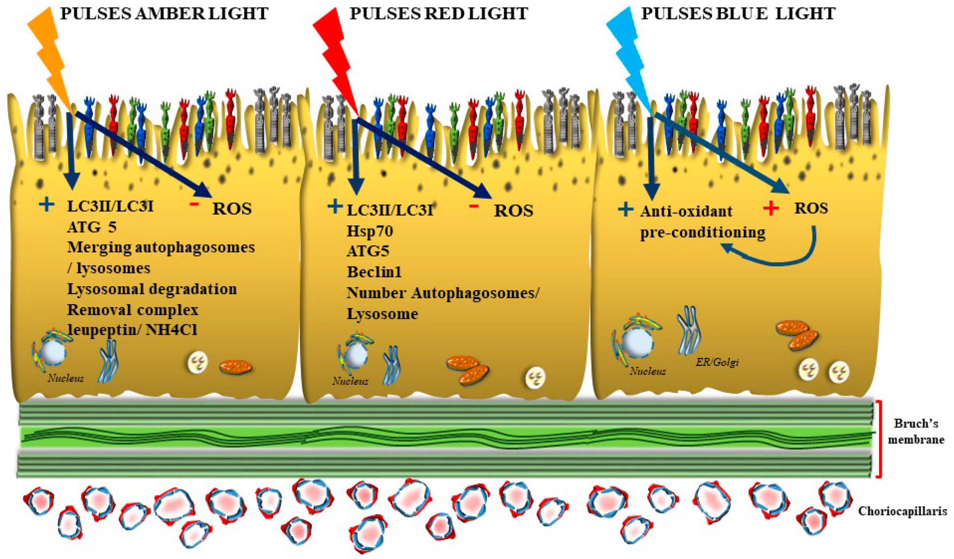 Antioxidants 12 01183 g004