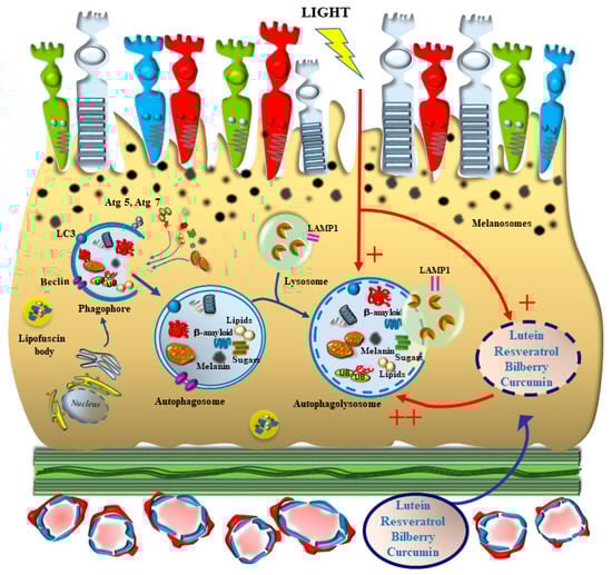 Antioxidants 12 01183 g005