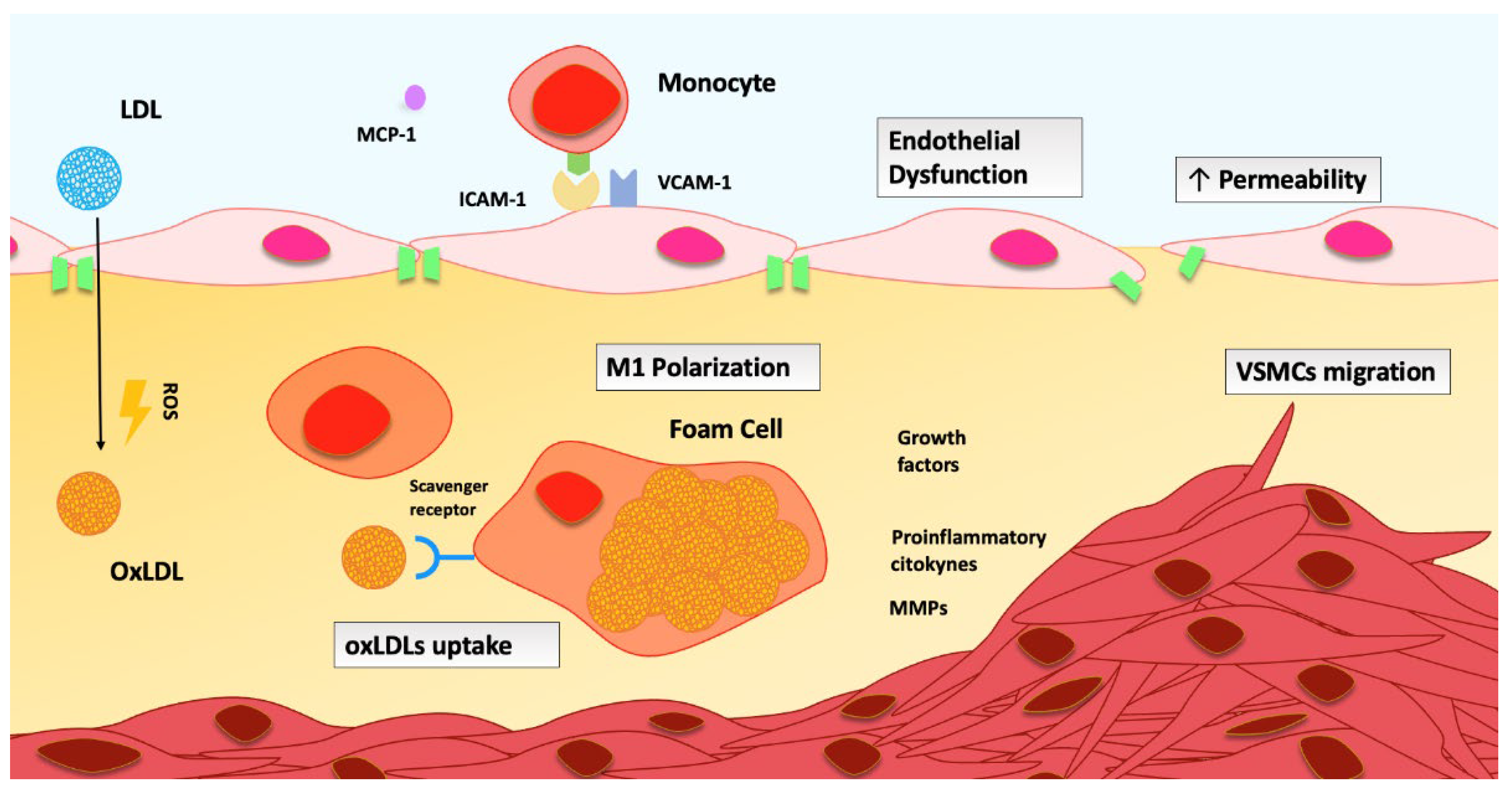 Antioxidants 12 01185 g001