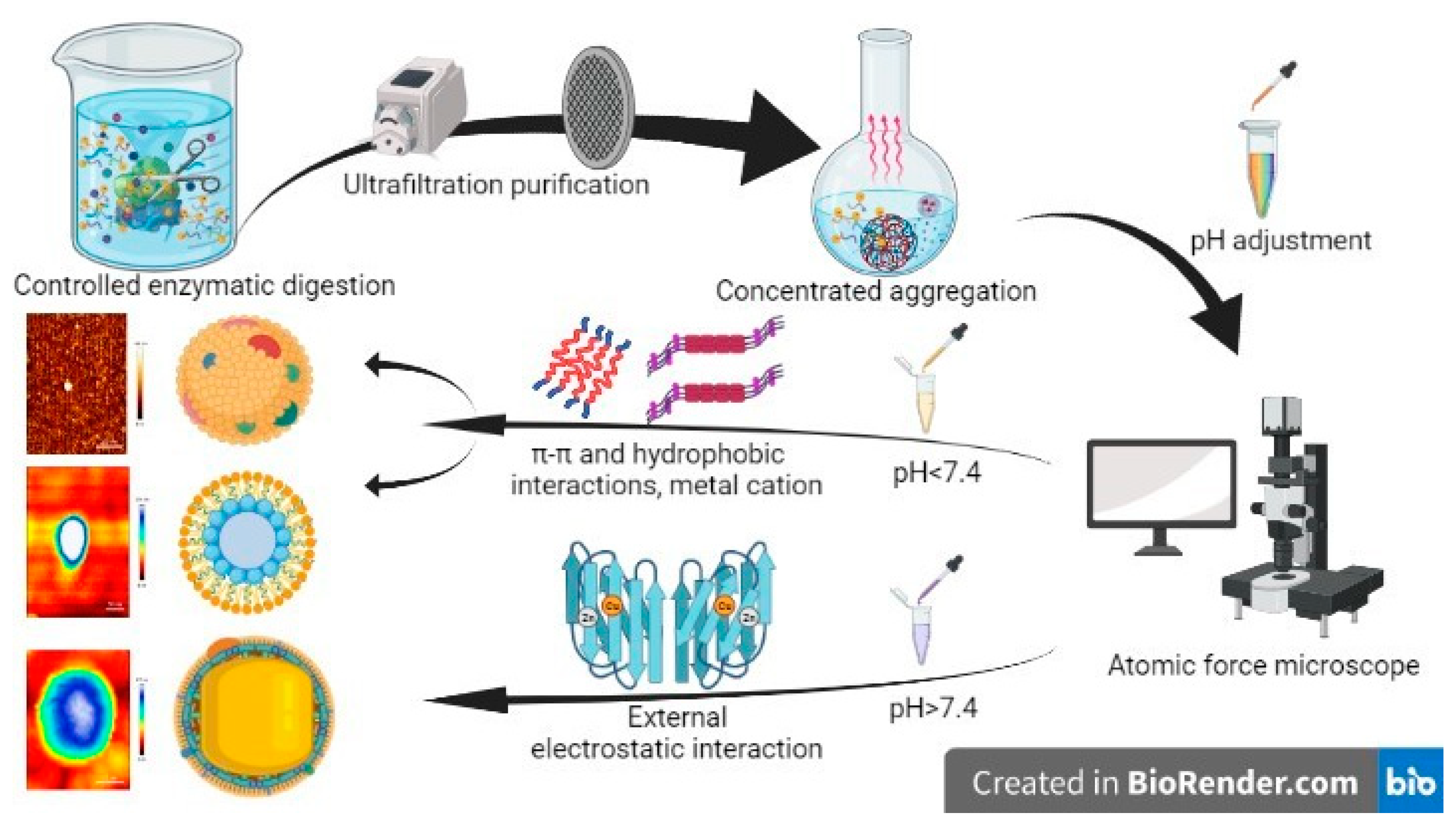 Antioxidants 12 01190 g007