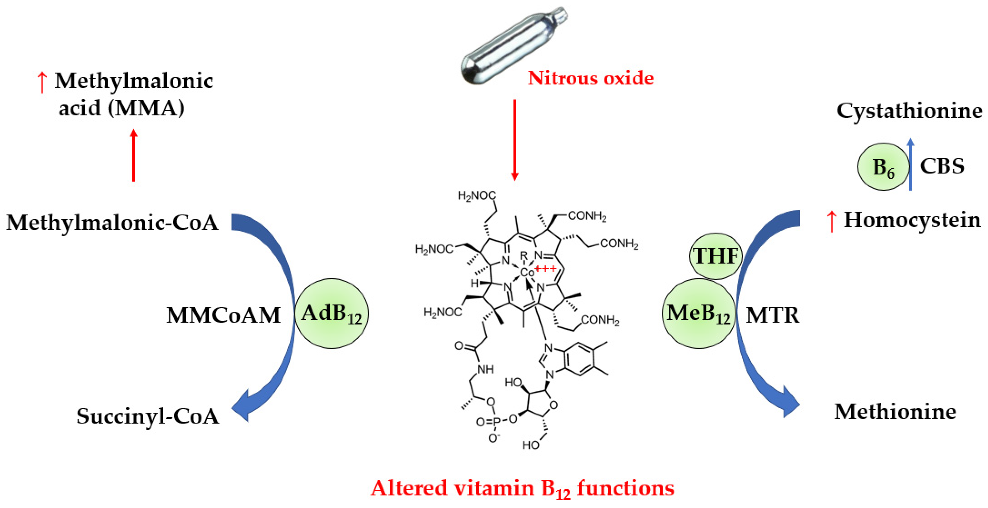Antioxidants 12 01191 g001