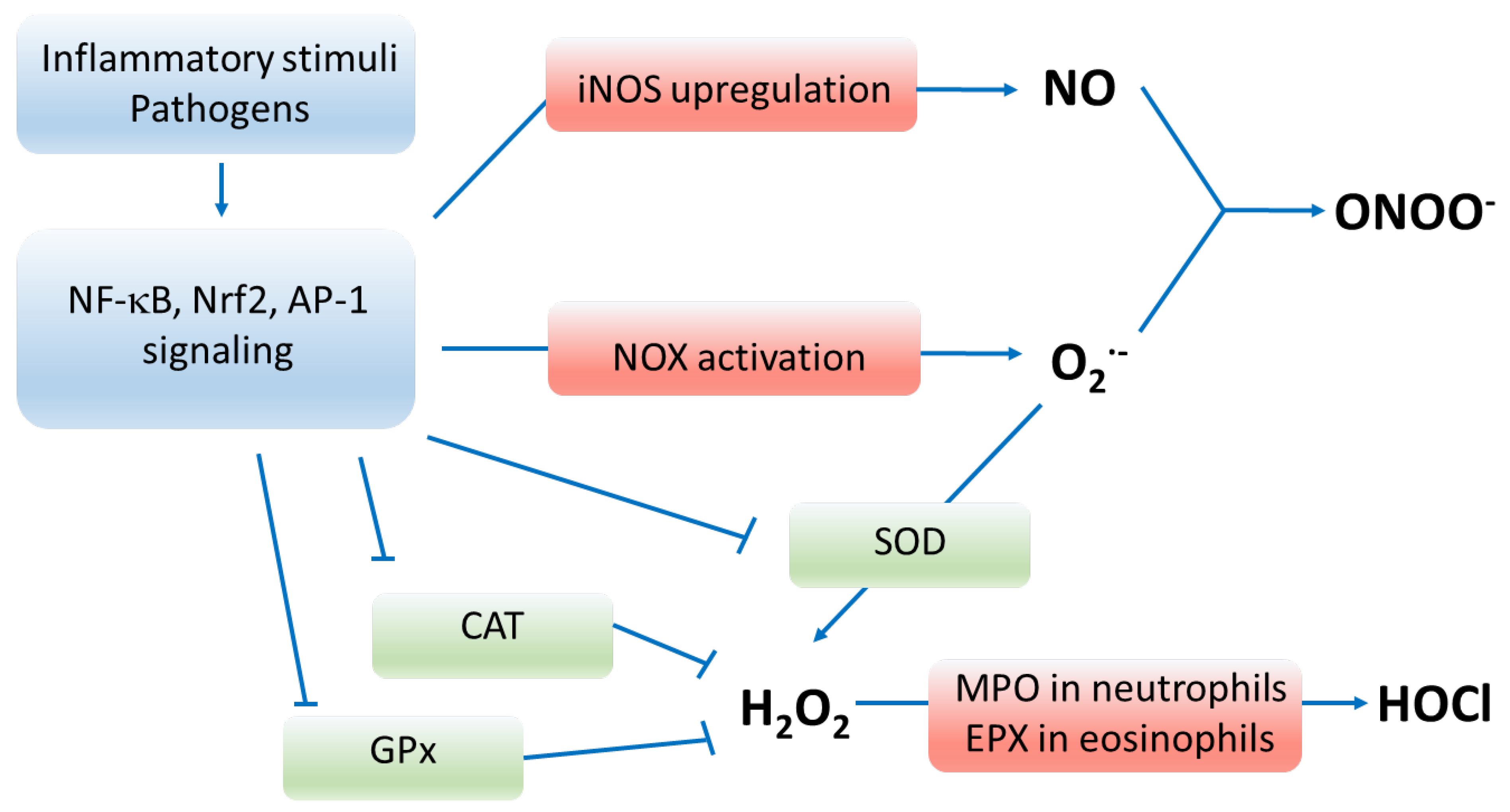 Antioxidants 12 01196 g001 Antioxidants 12 01196 g001