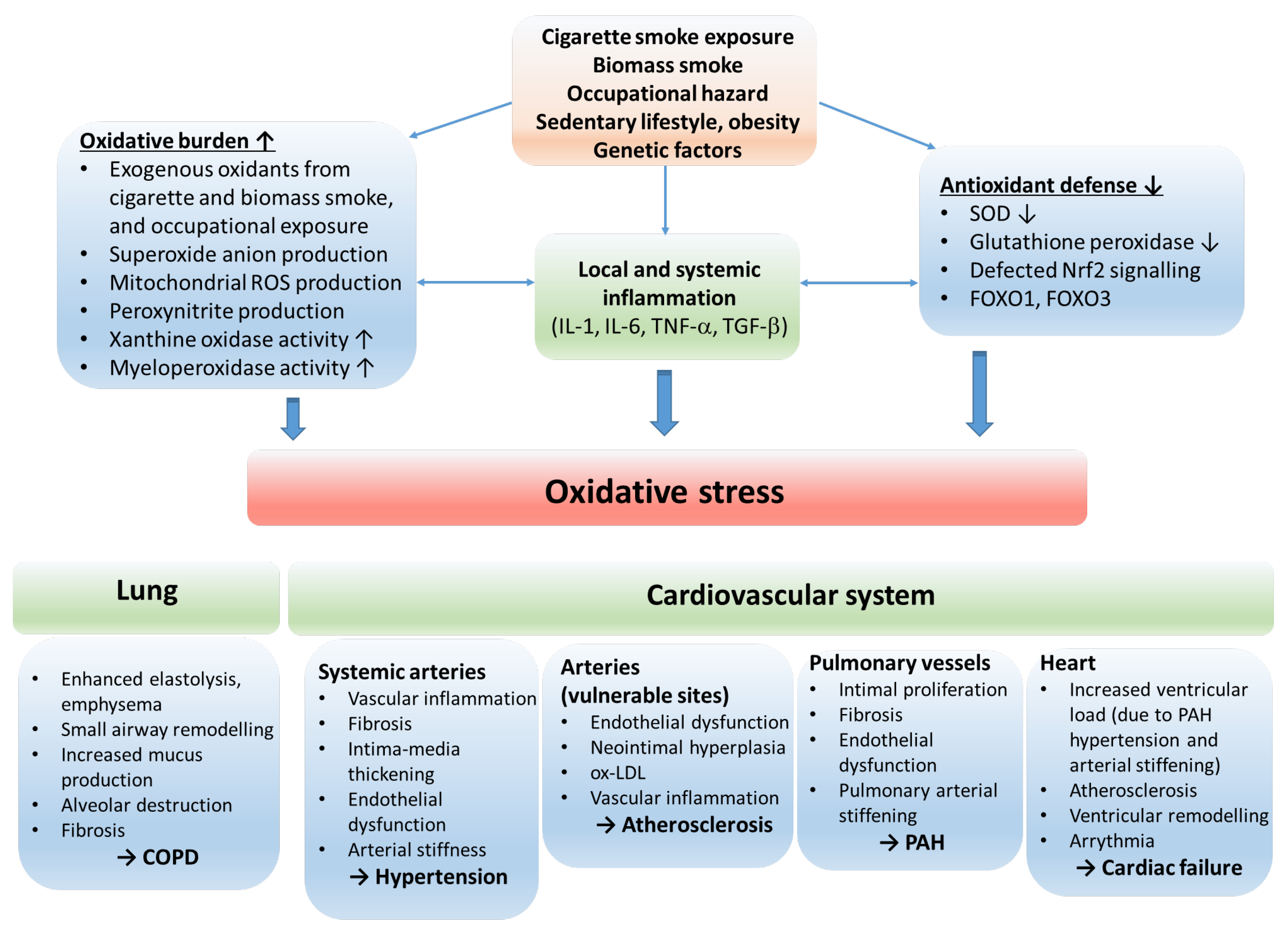 Antioxidants 12 01196 g002 Antioxidants 12 01196 g002