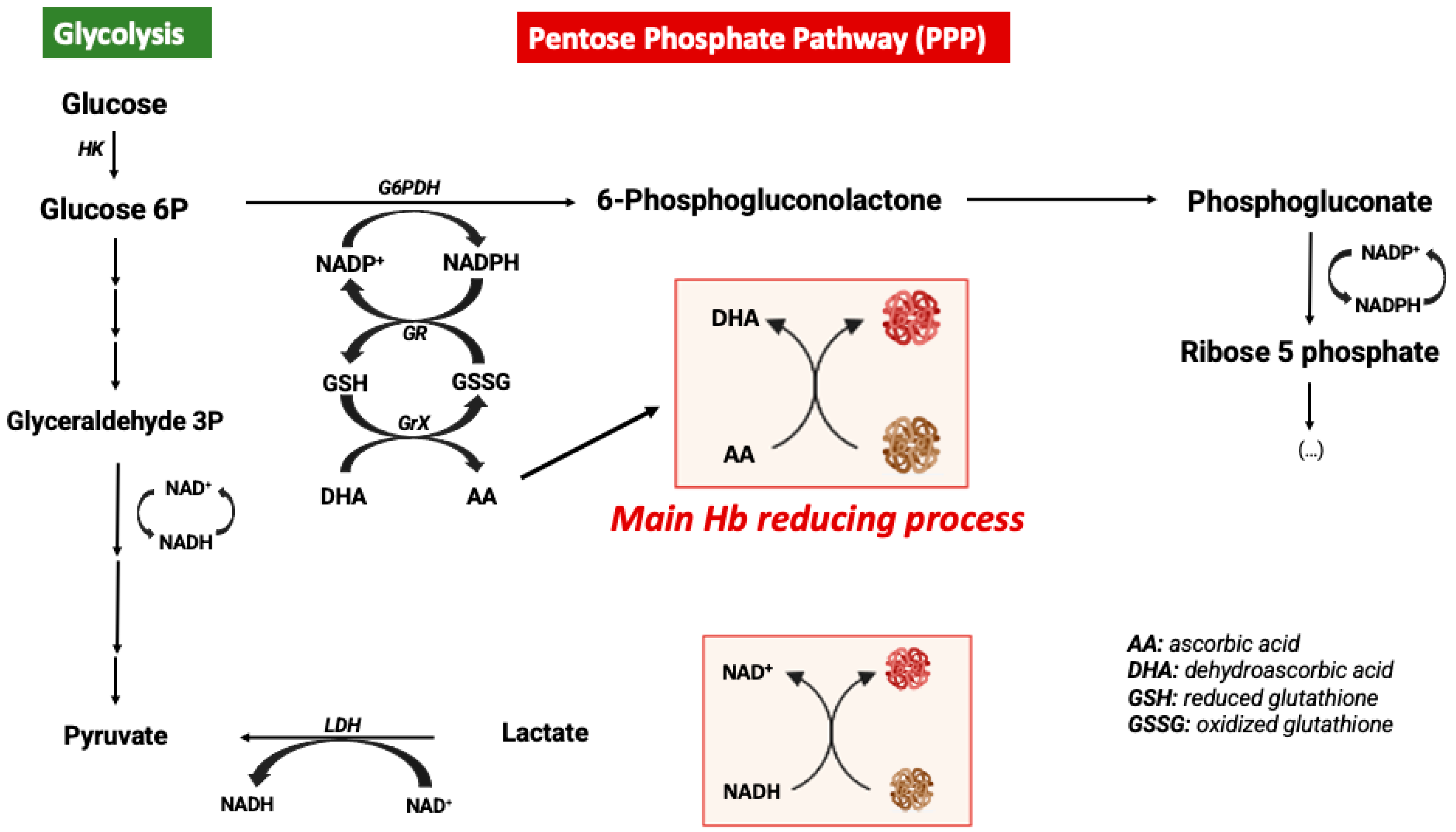 Antioxidants 12 01198 g002