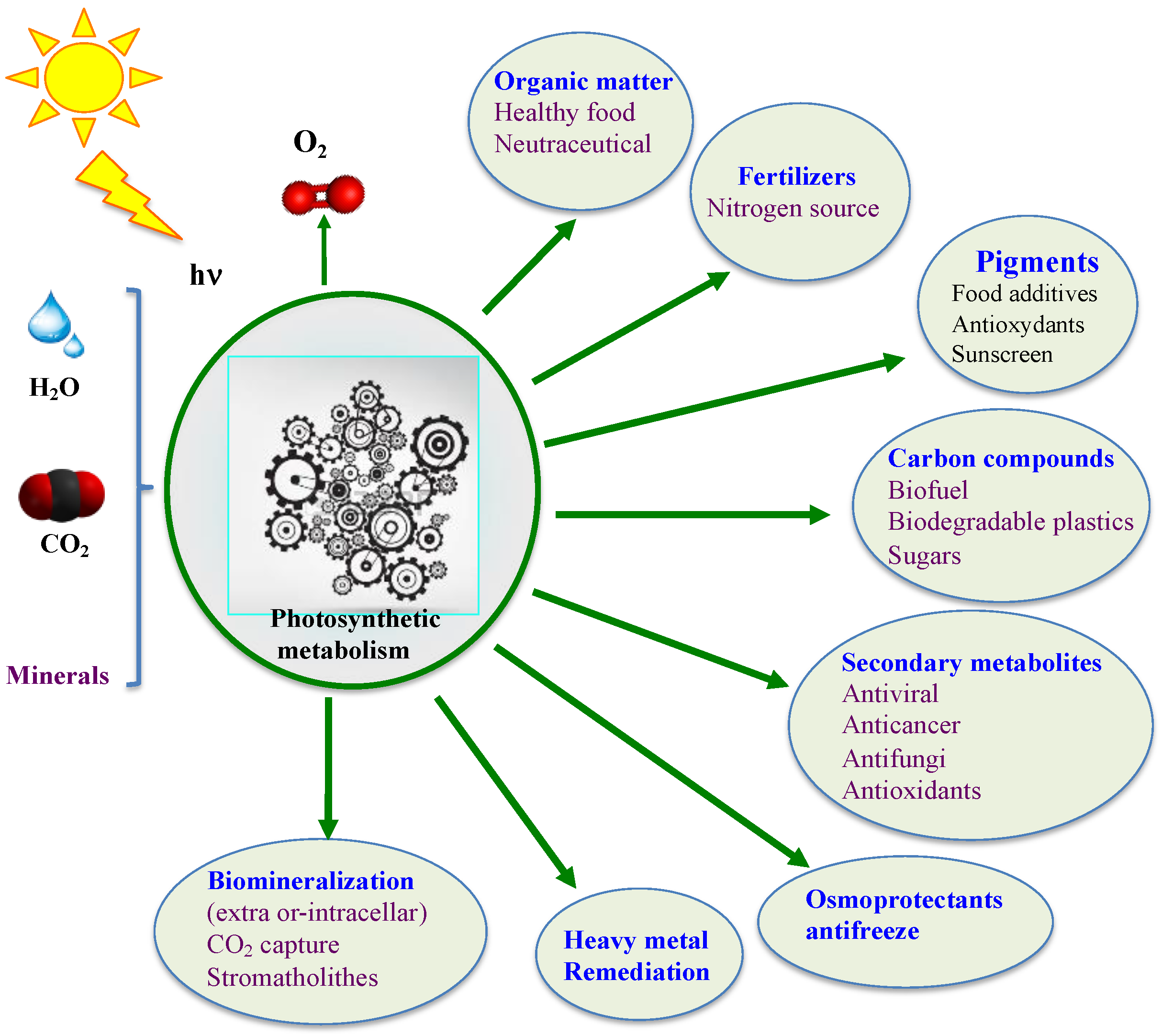 Antioxidants 12 01199 g002