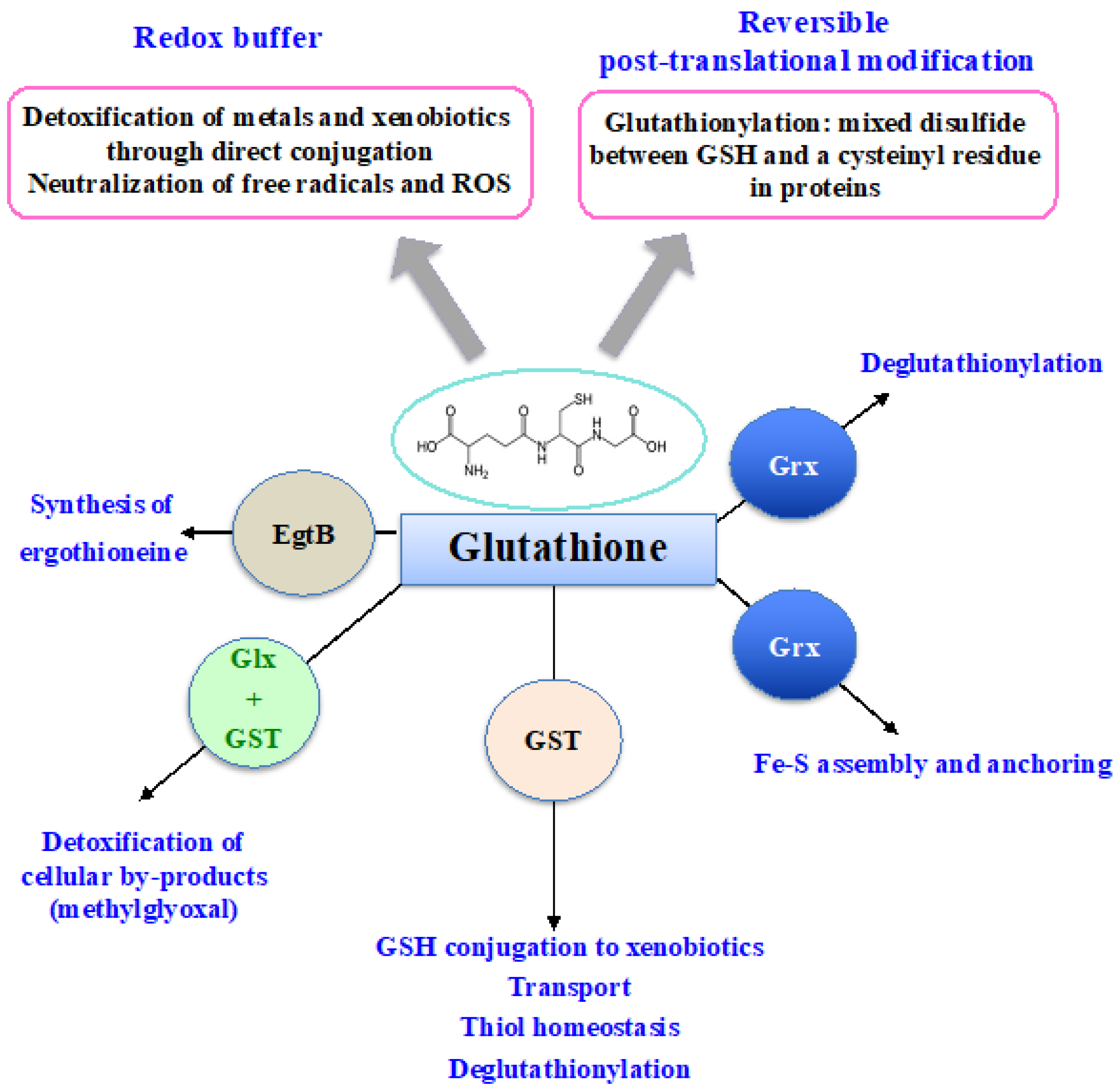 Antioxidants 12 01199 g003