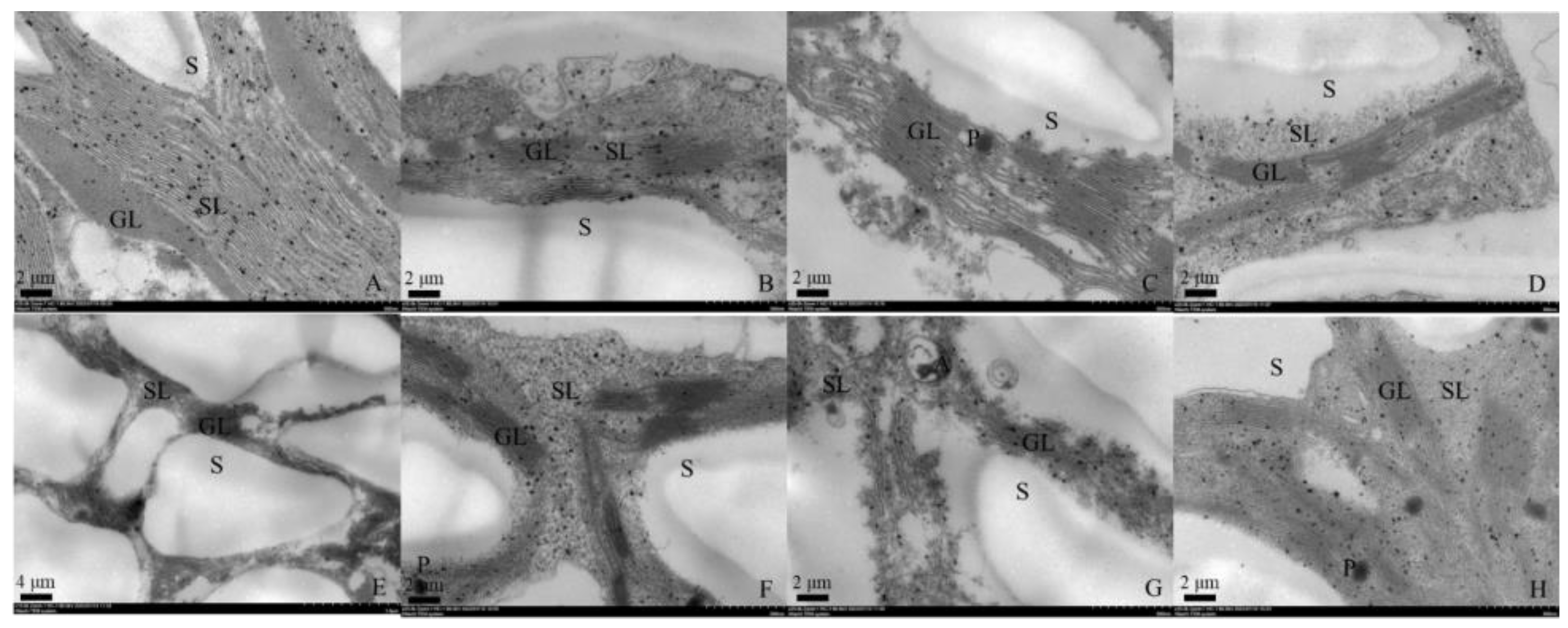 Antioxidants 12 01205 g001 Antioxidants 12 01205 g001