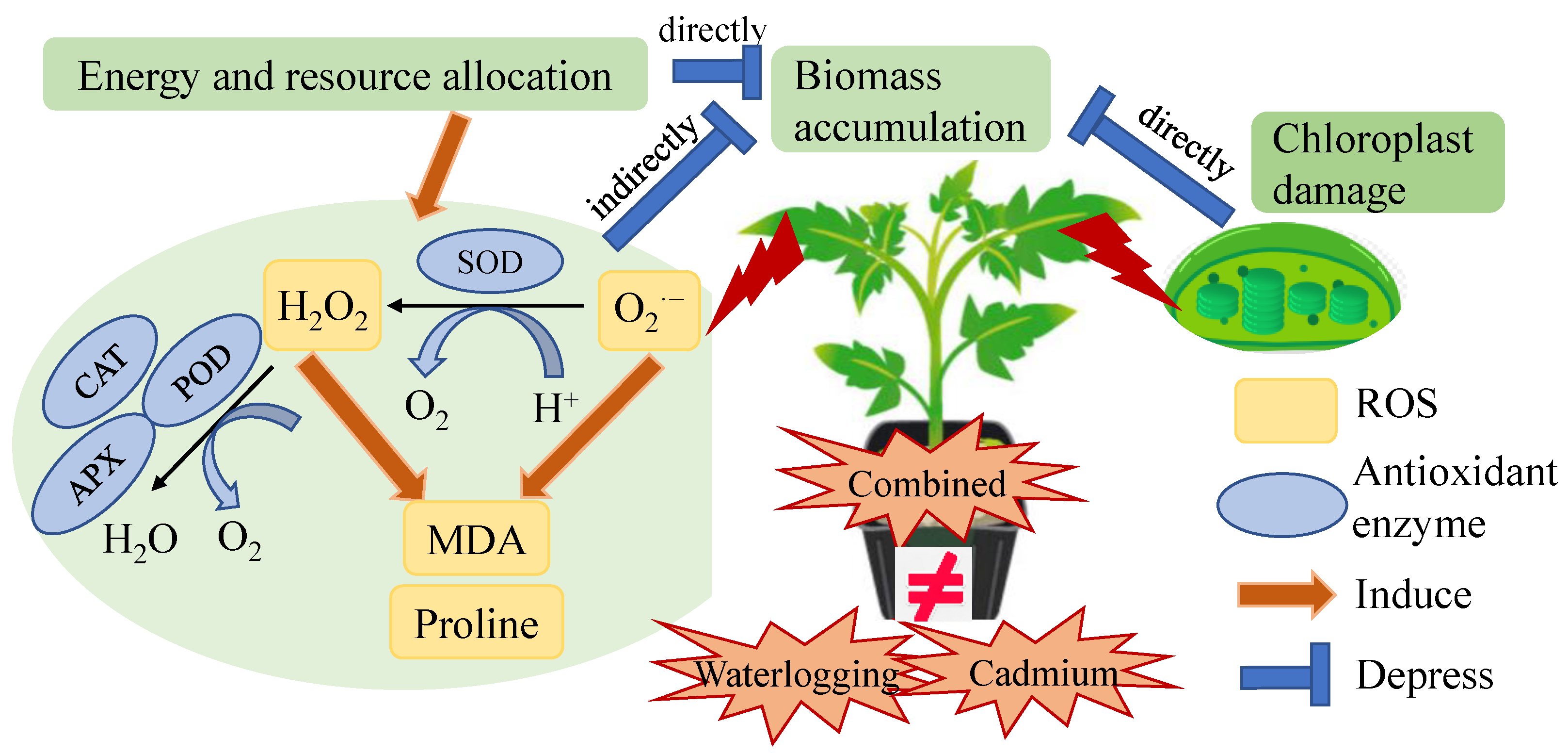 Antioxidants 12 01205 g007 Antioxidants 12 01205 g007
