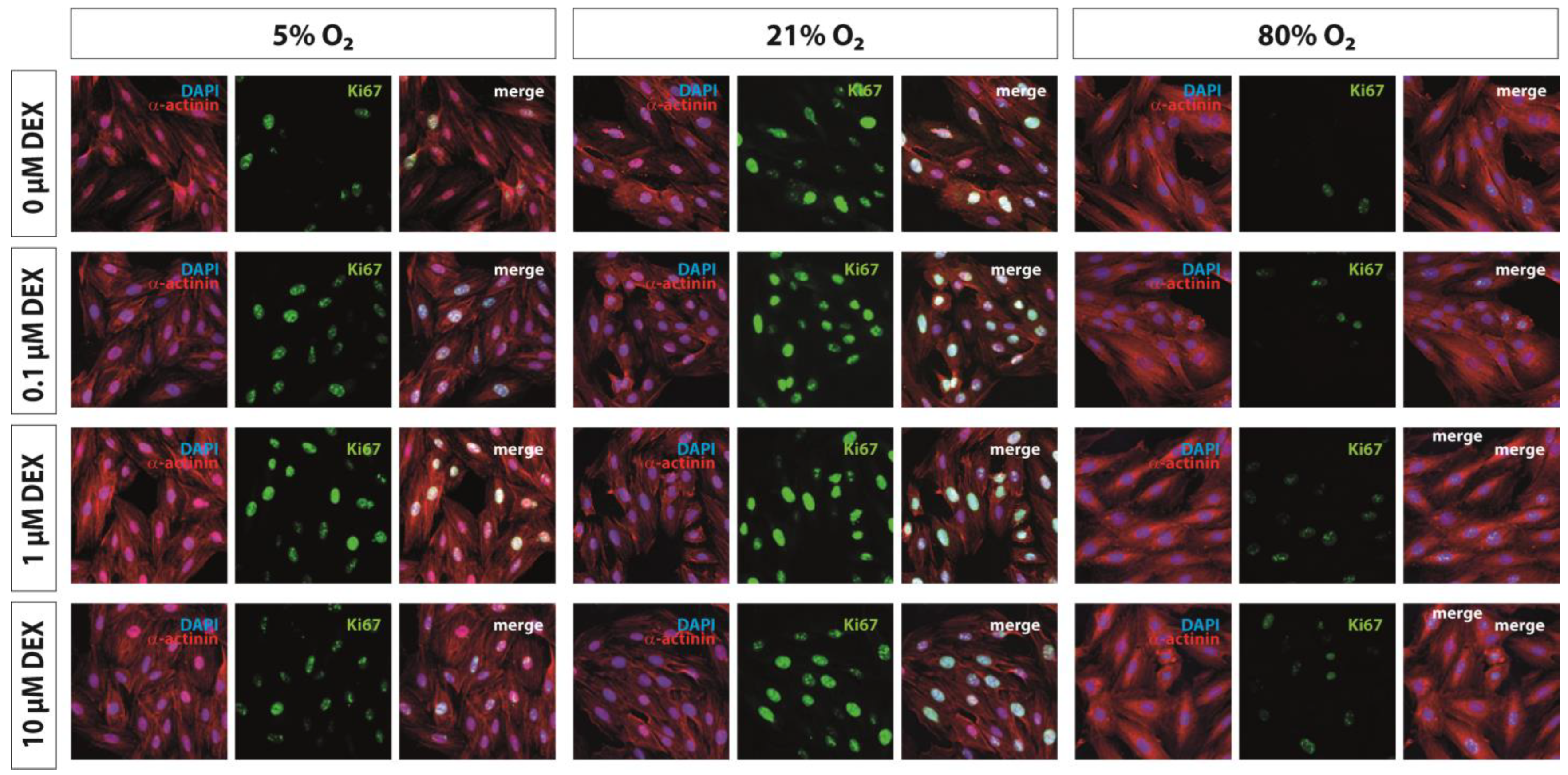 Antioxidants 12 01206 g001
