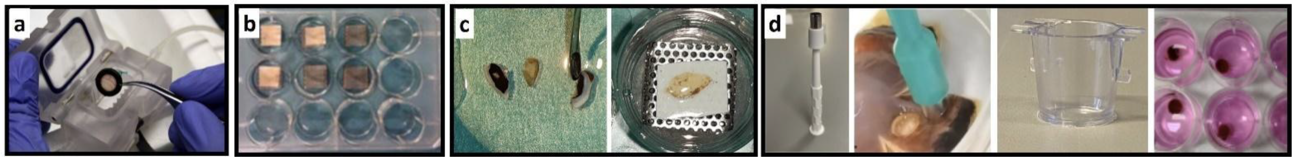 Antioxidants 12 01211 g001 Antioxidants 12 01211 g001