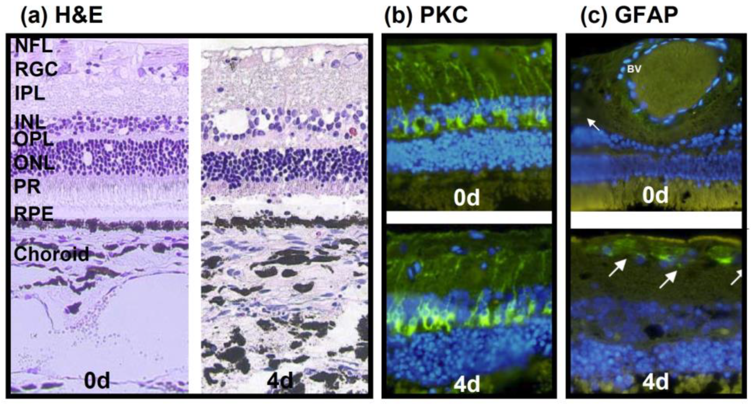 Antioxidants 12 01211 g002 Antioxidants 12 01211 g002