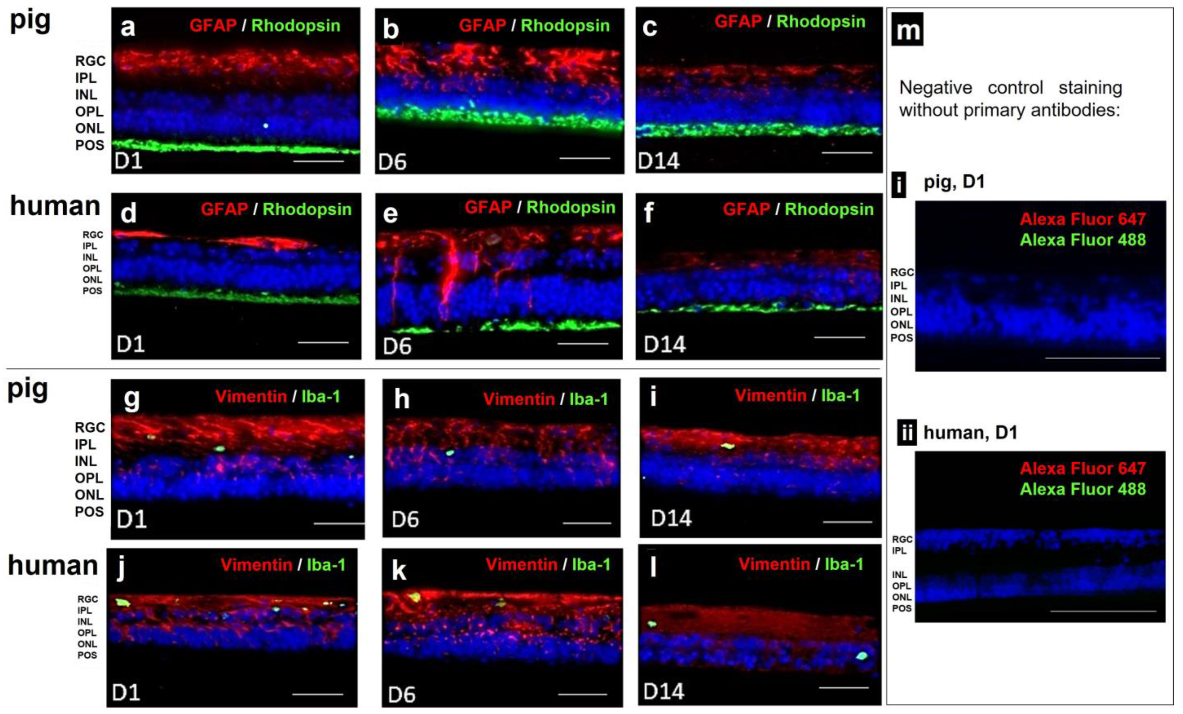 Antioxidants 12 01211 g010 Antioxidants 12 01211 g010