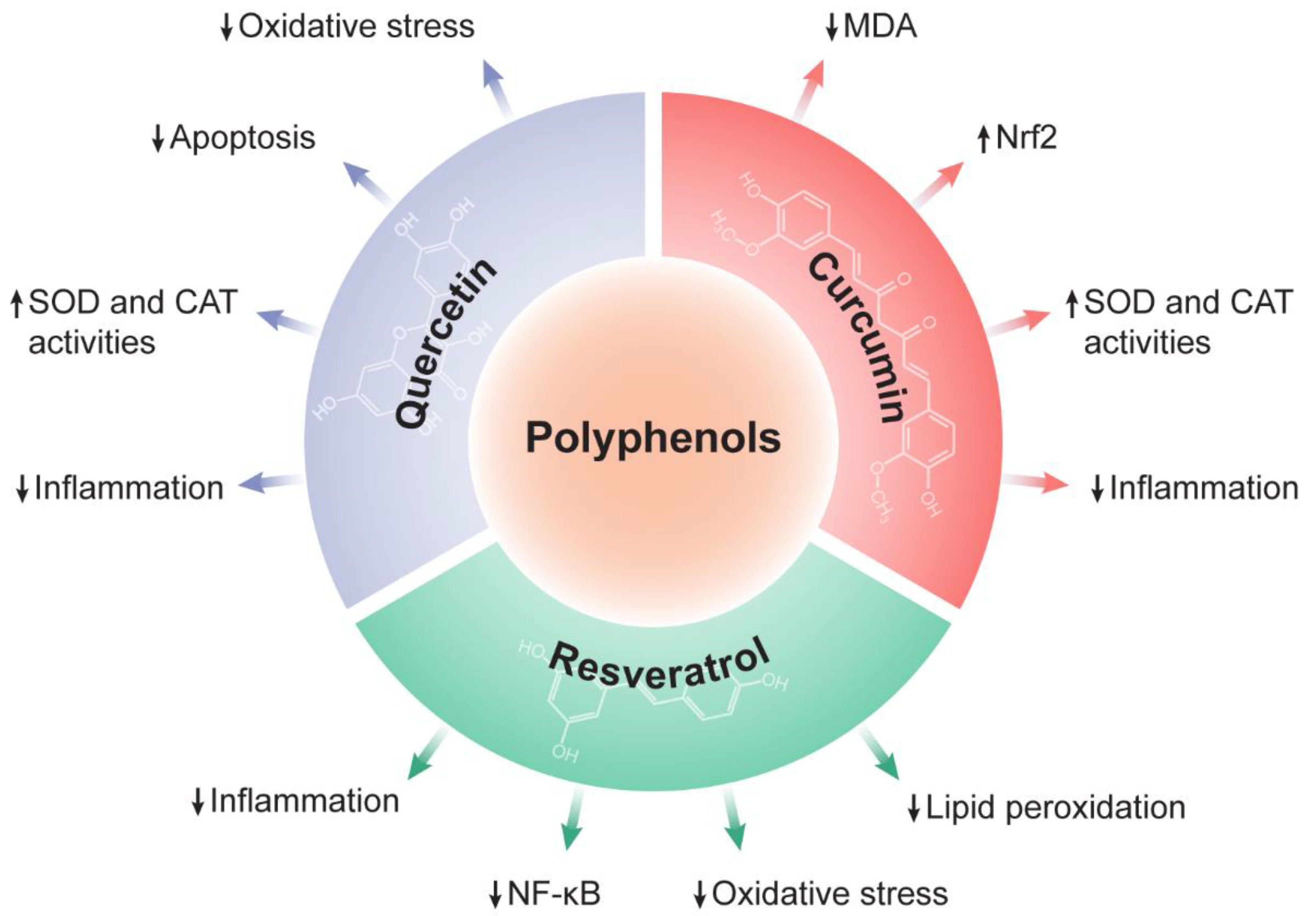 Antioxidants 12 01212 g002 Antioxidants 12 01212 g002