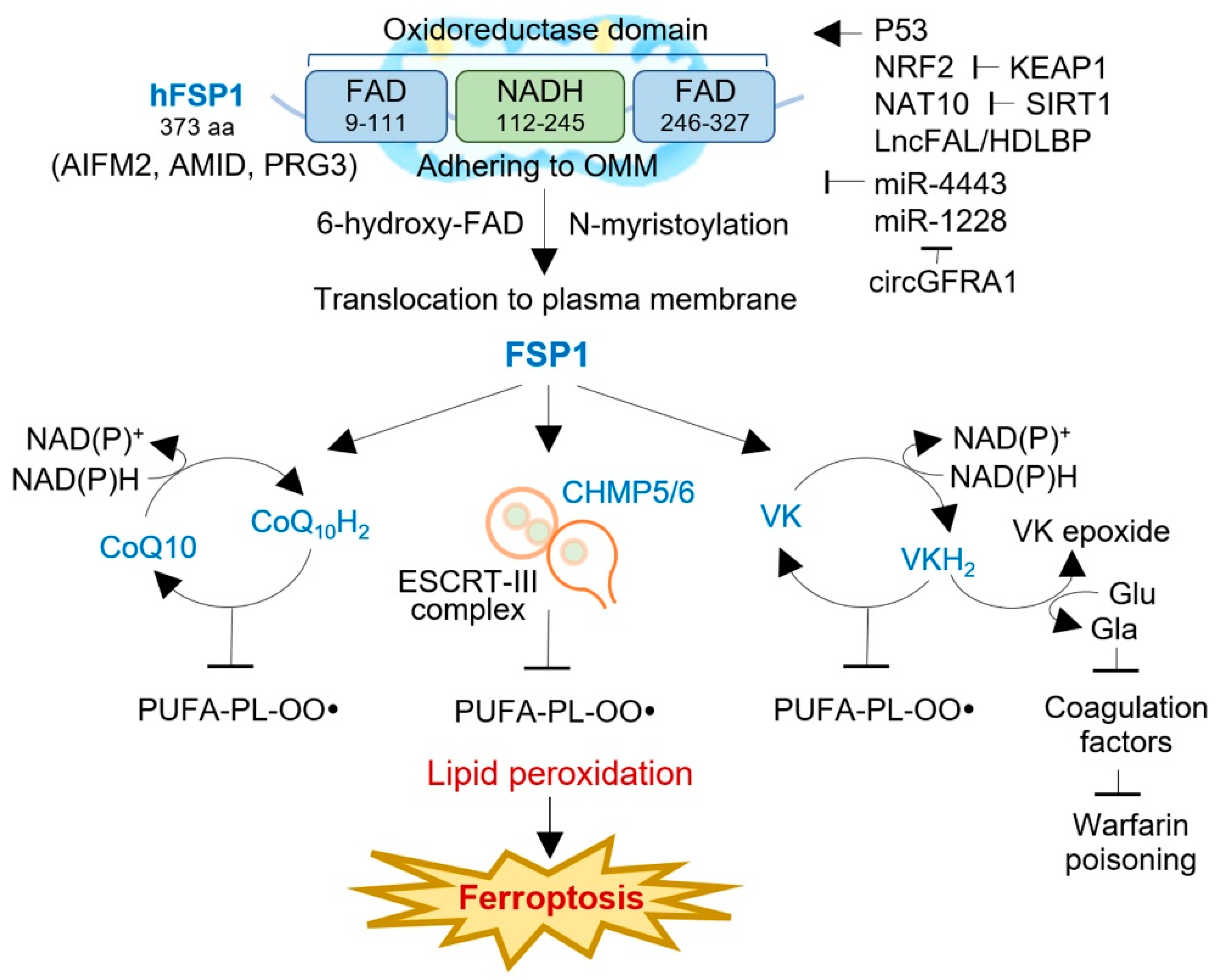 Antioxidants 12 01218 g002