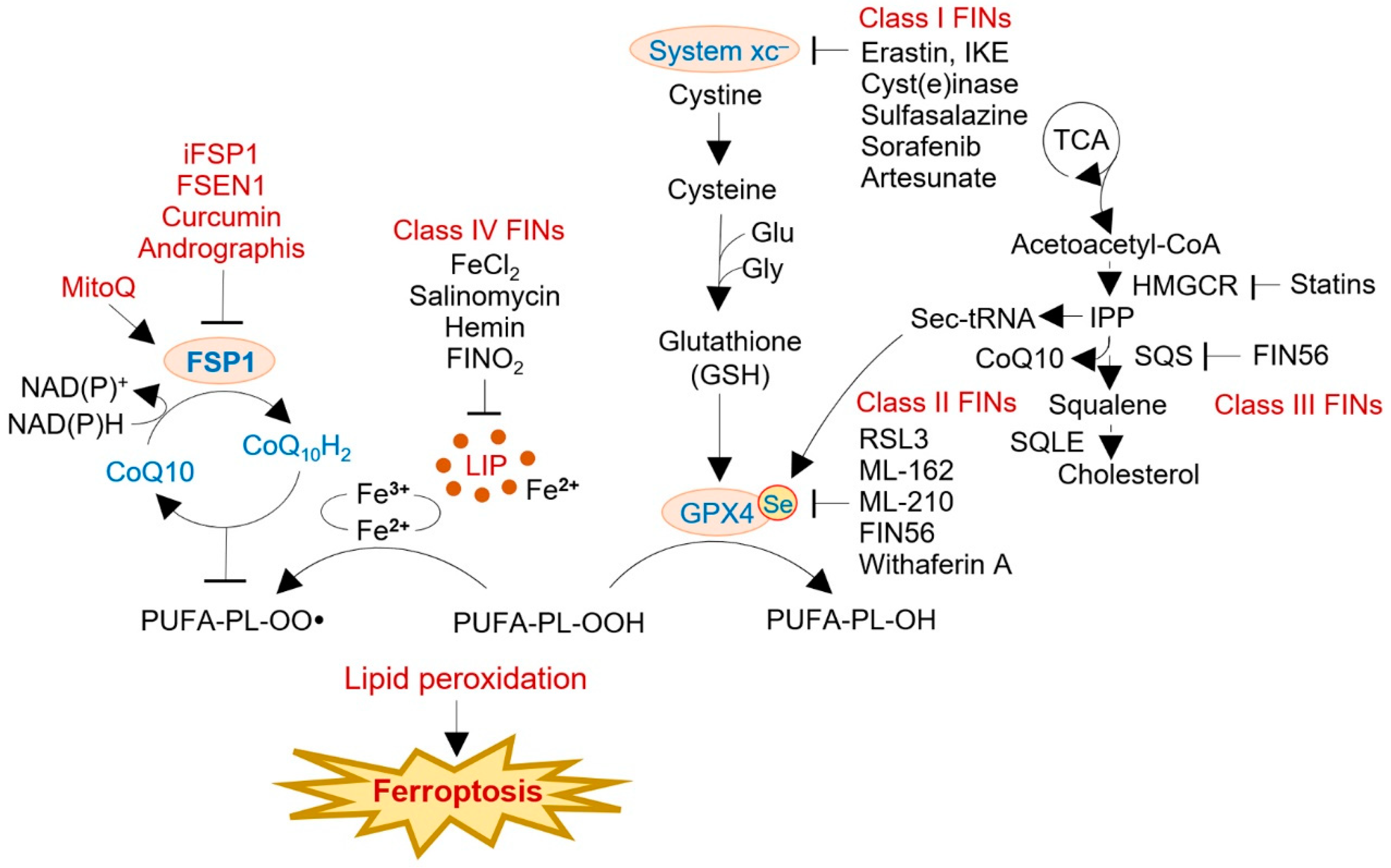 Antioxidants 12 01218 g003