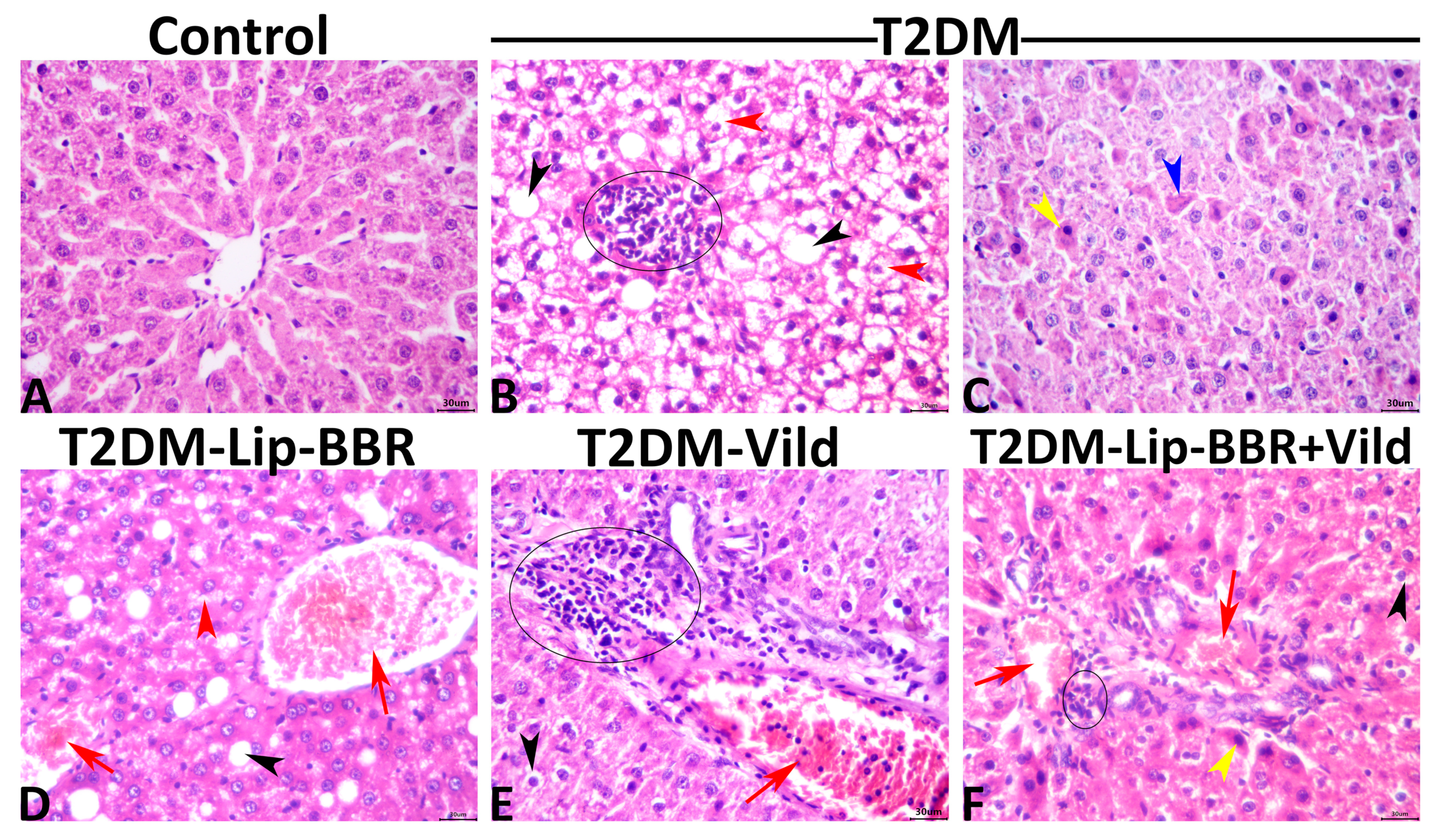 Antioxidants 12 01220 g007