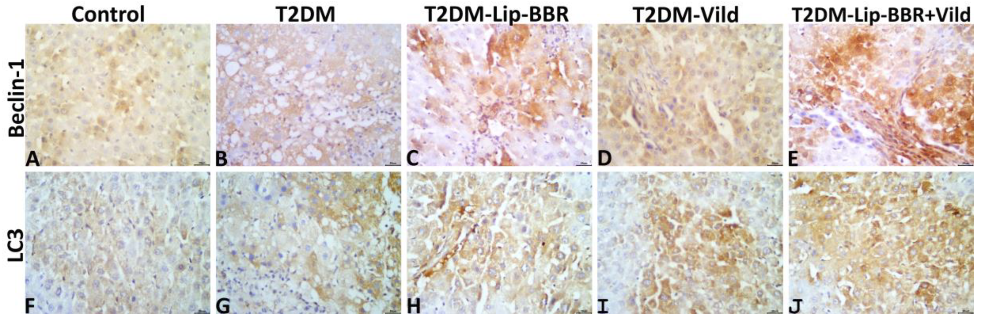Antioxidants 12 01220 g008