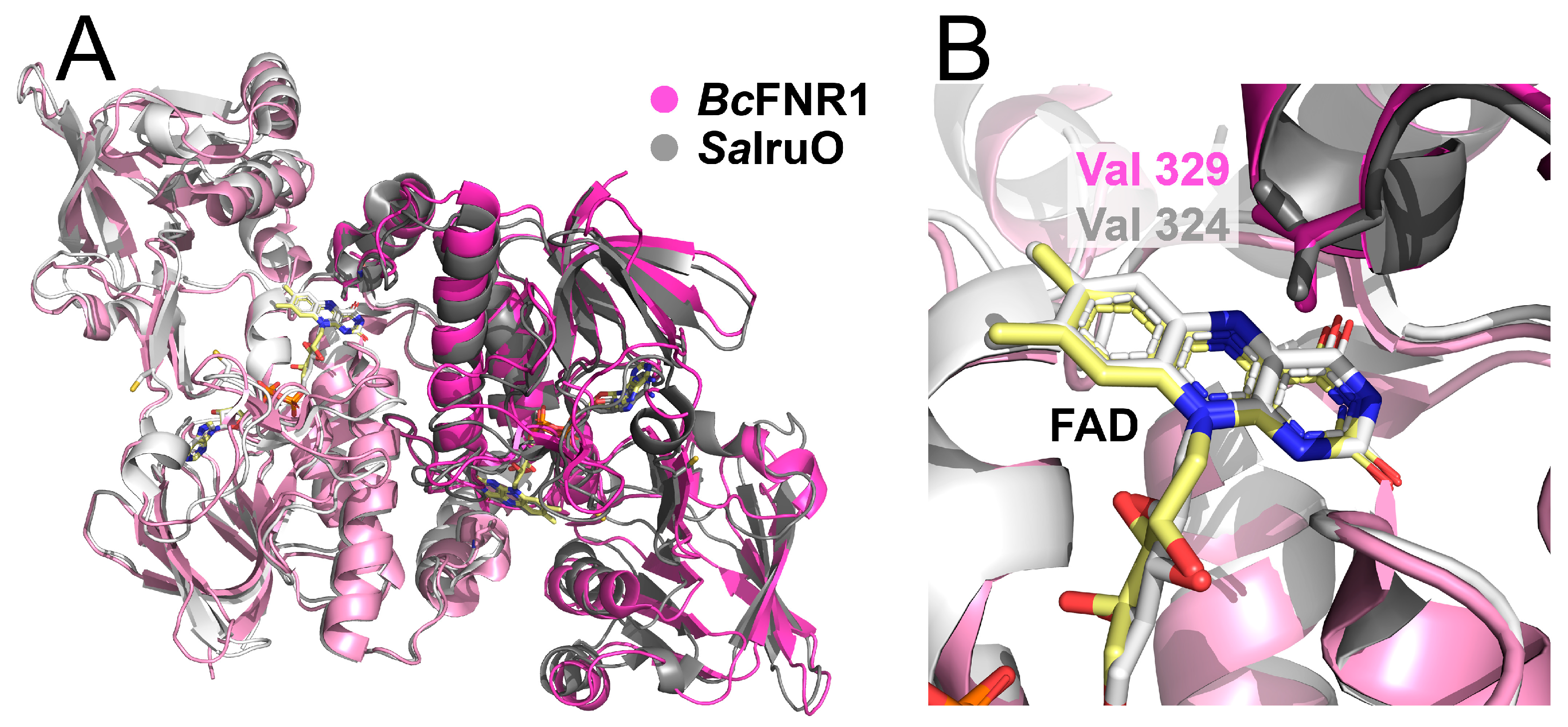 Antioxidants 12 01224 g004 Antioxidants 12 01224 g004