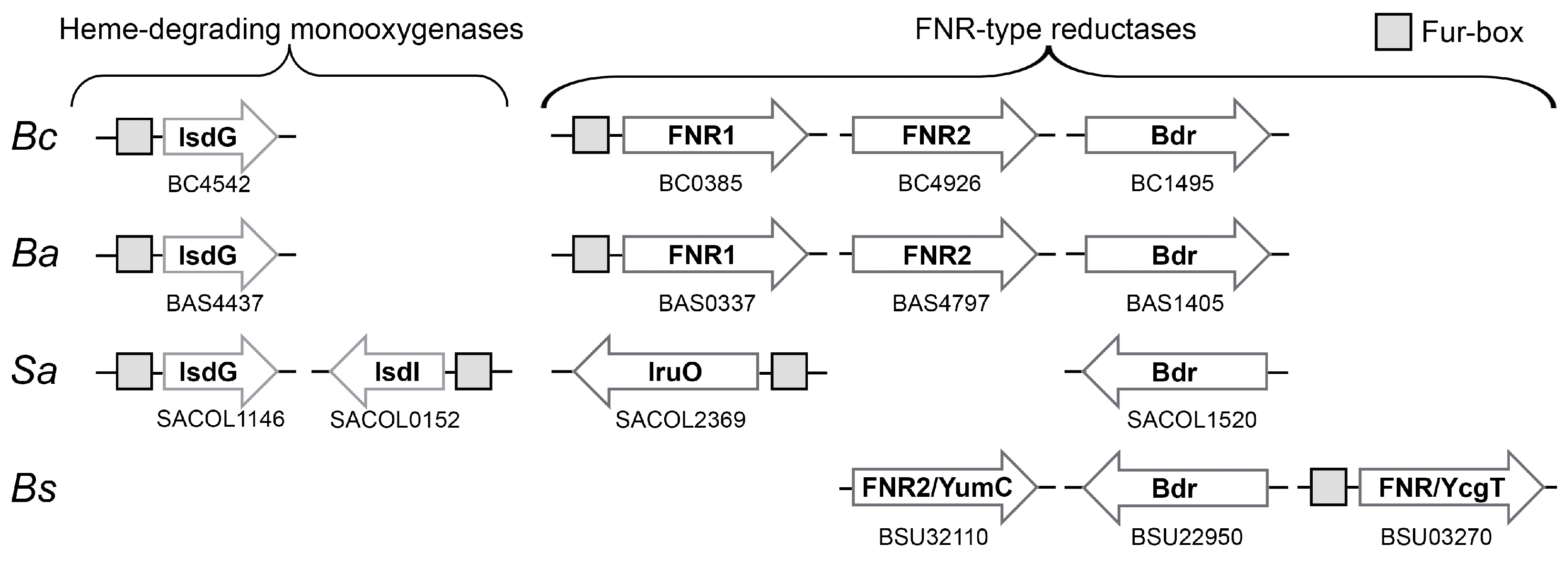 Antioxidants 12 01224 g006 Antioxidants 12 01224 g006