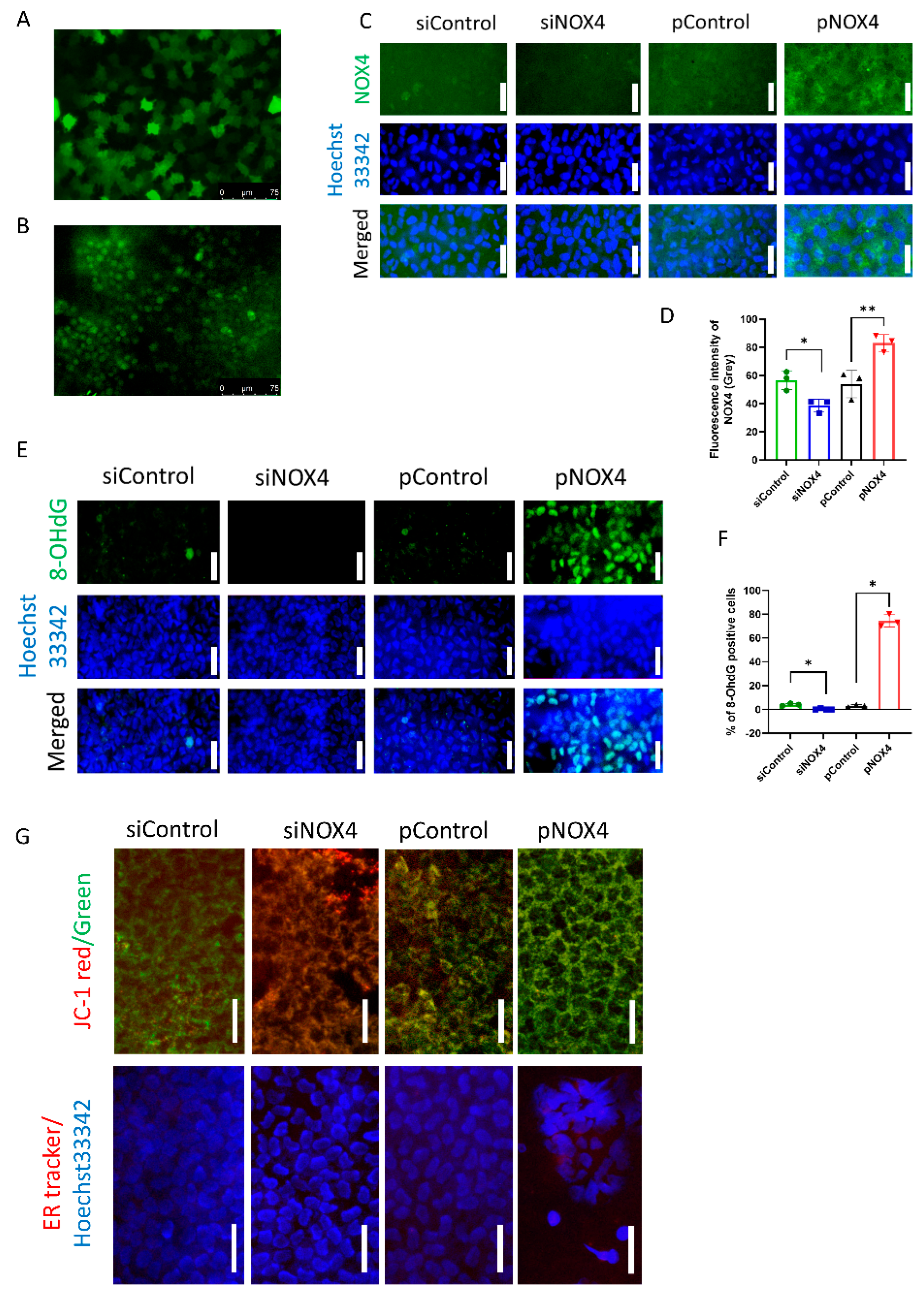 Antioxidants 12 01228 g001 Antioxidants 12 01228 g001