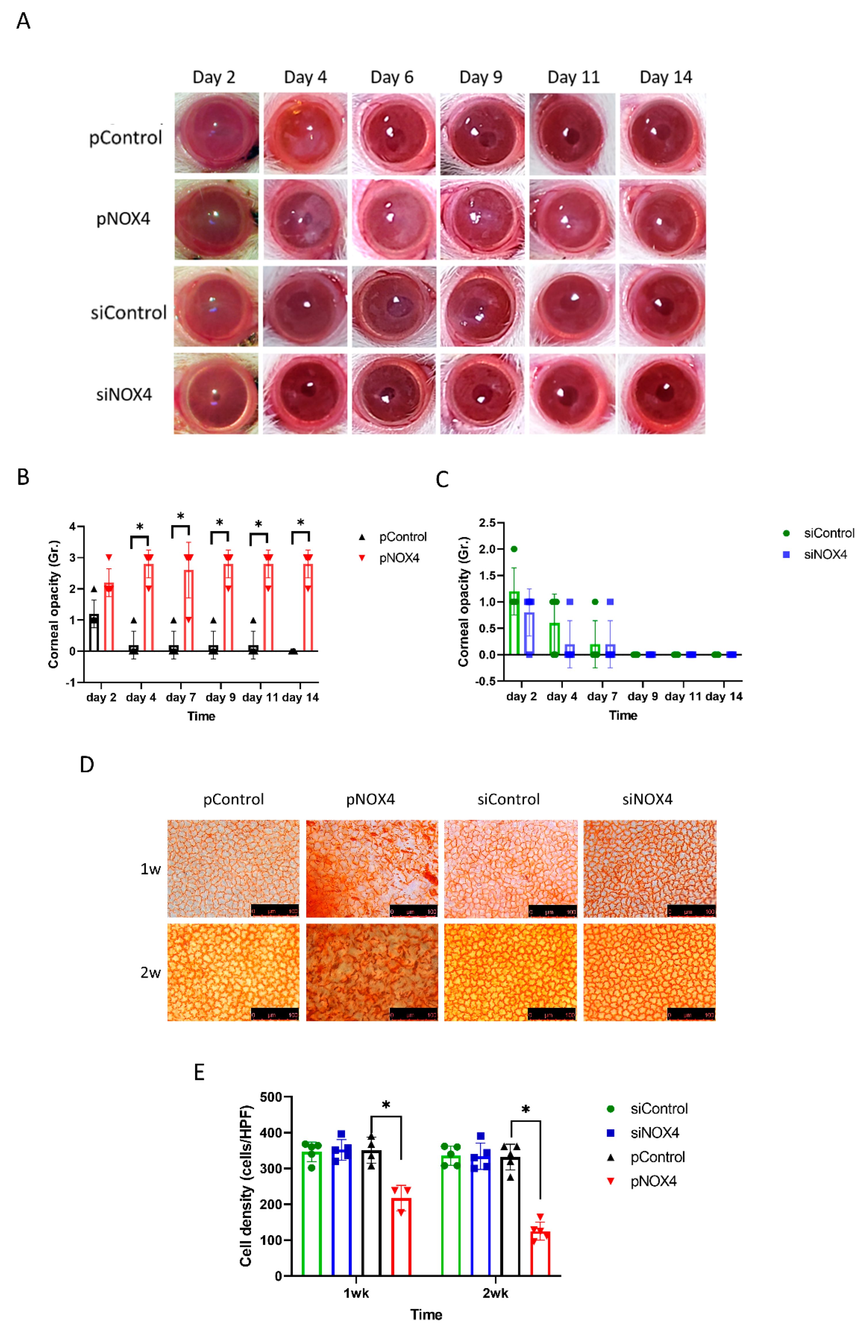 Antioxidants 12 01228 g002 Antioxidants 12 01228 g002