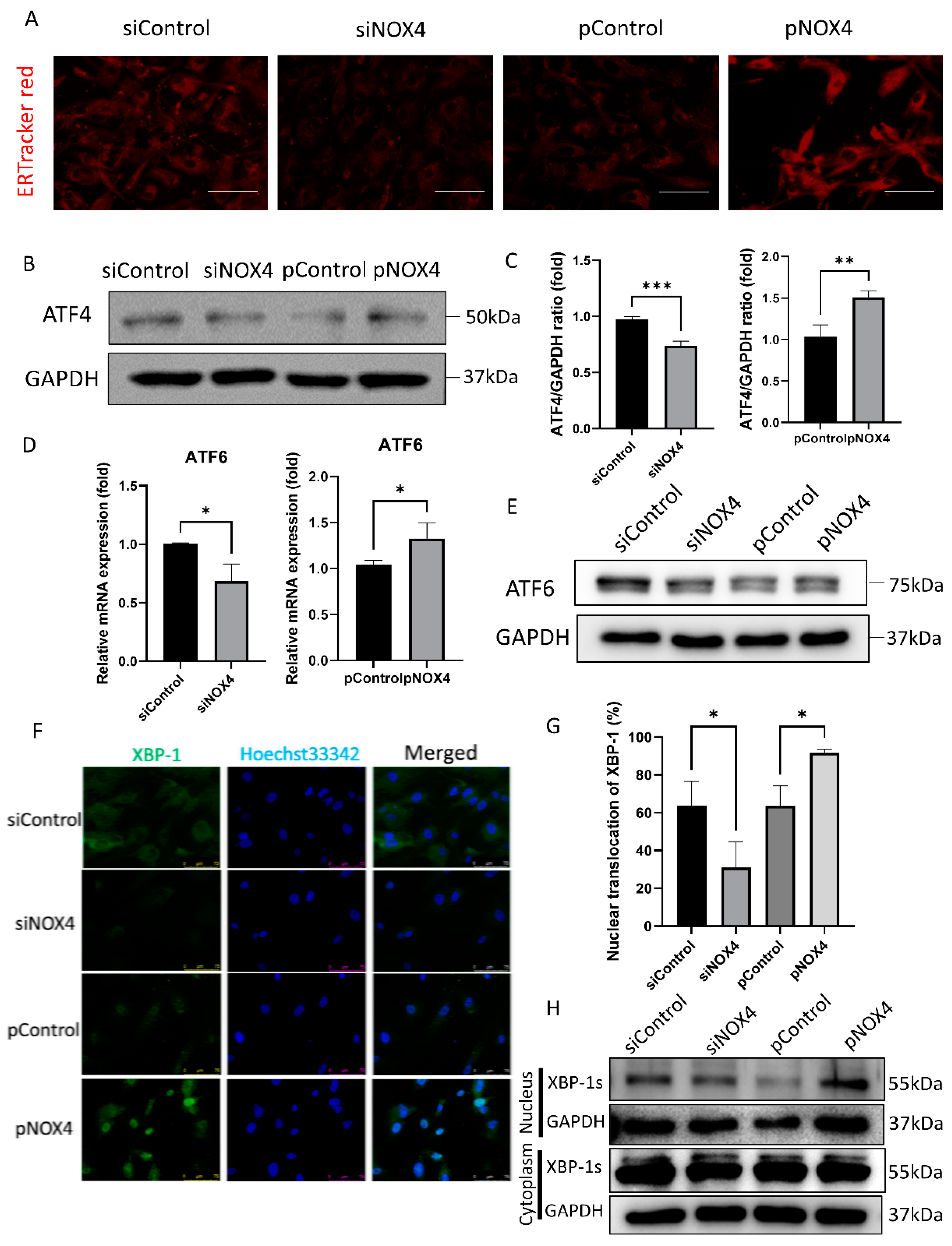 Antioxidants 12 01228 g006 Antioxidants 12 01228 g006
