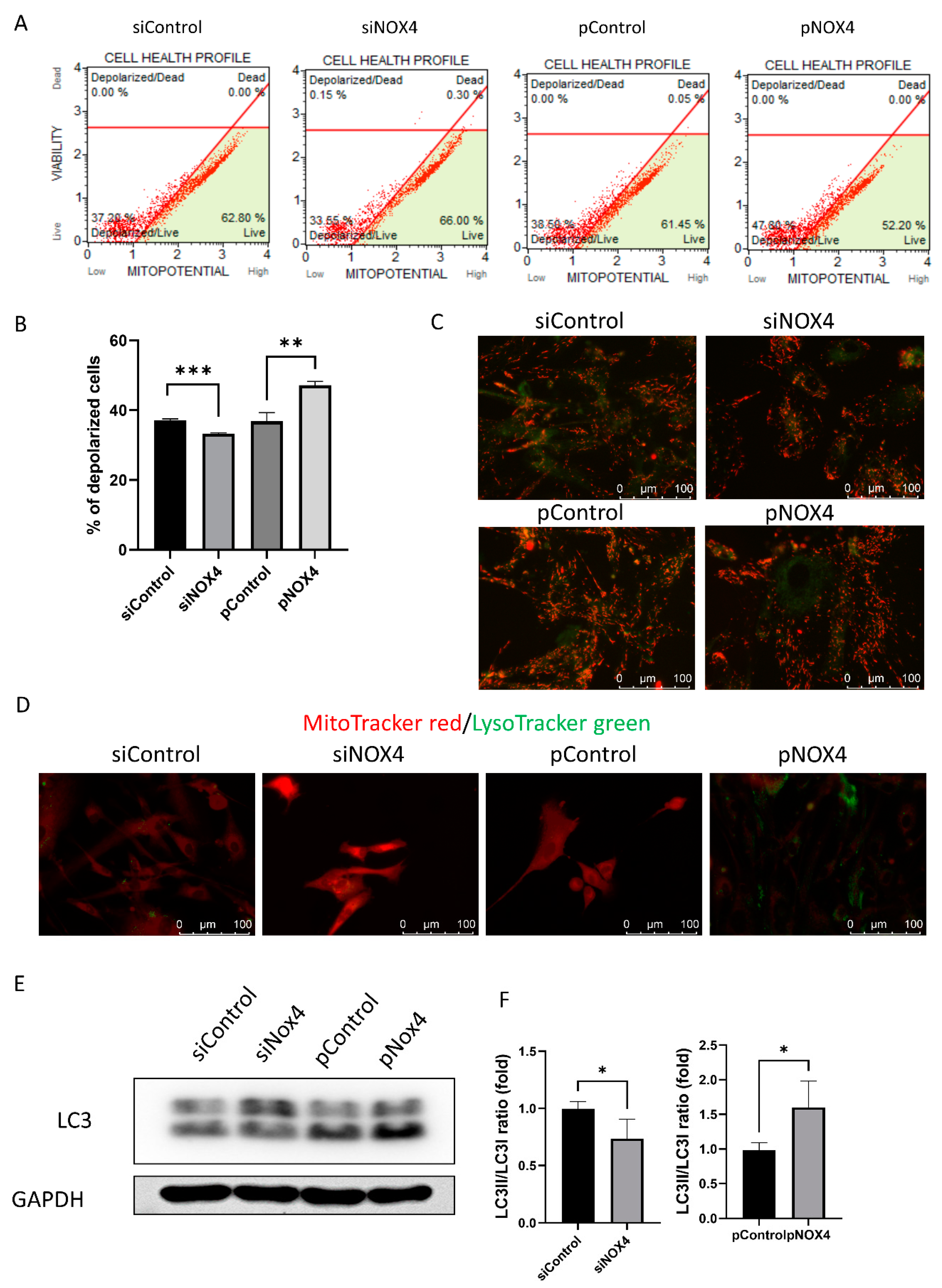 Antioxidants 12 01228 g007 Antioxidants 12 01228 g007