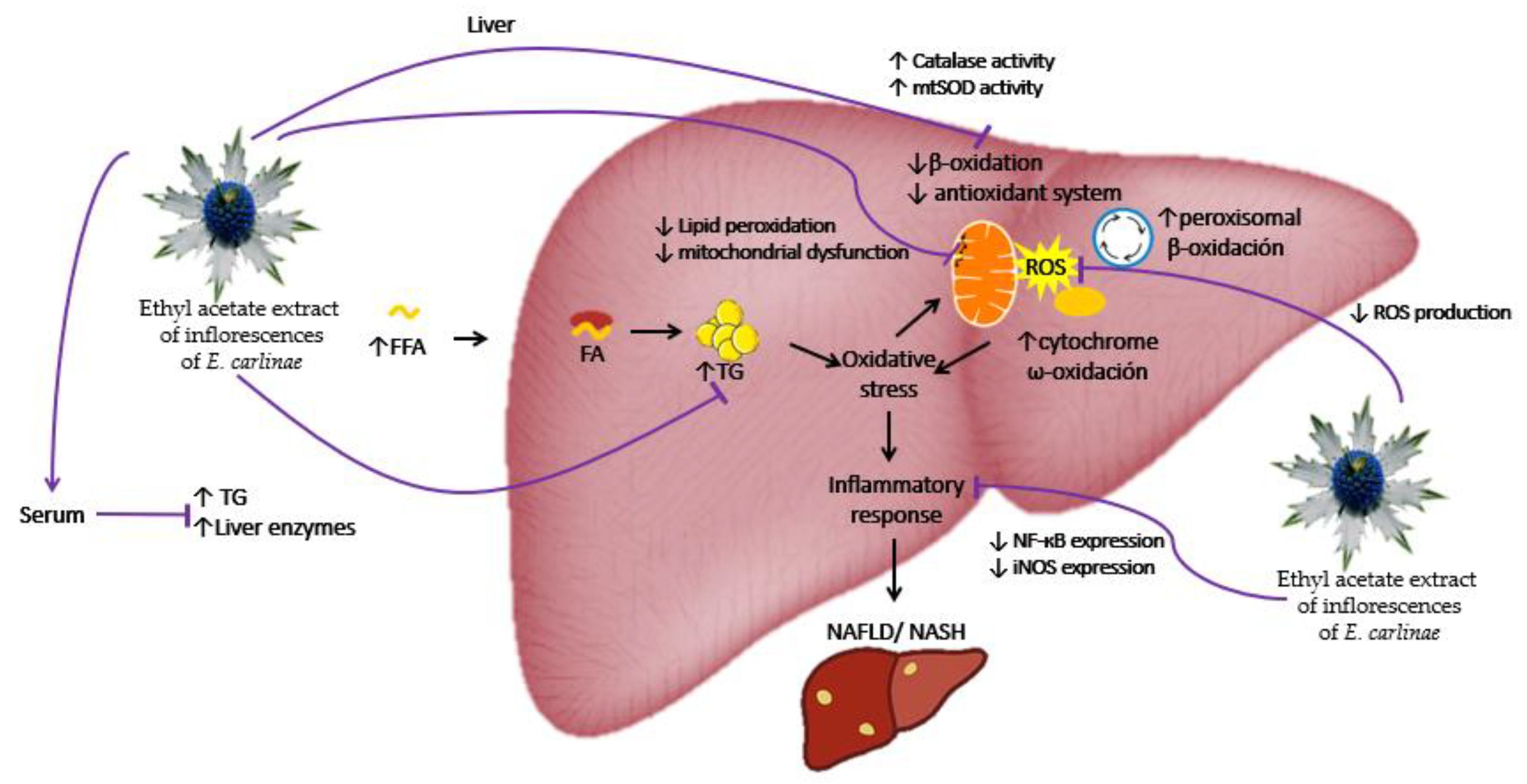 Antioxidants 12 01235 g006