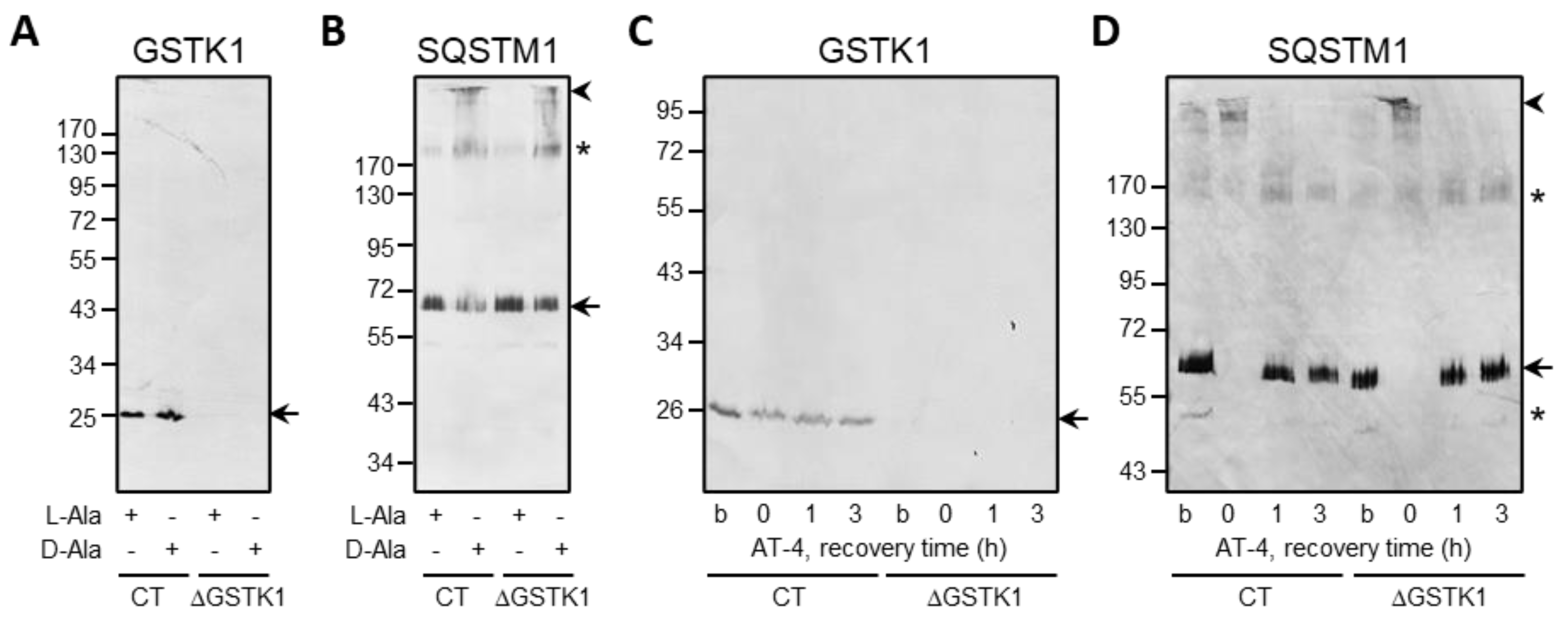 Antioxidants 12 01236 g009