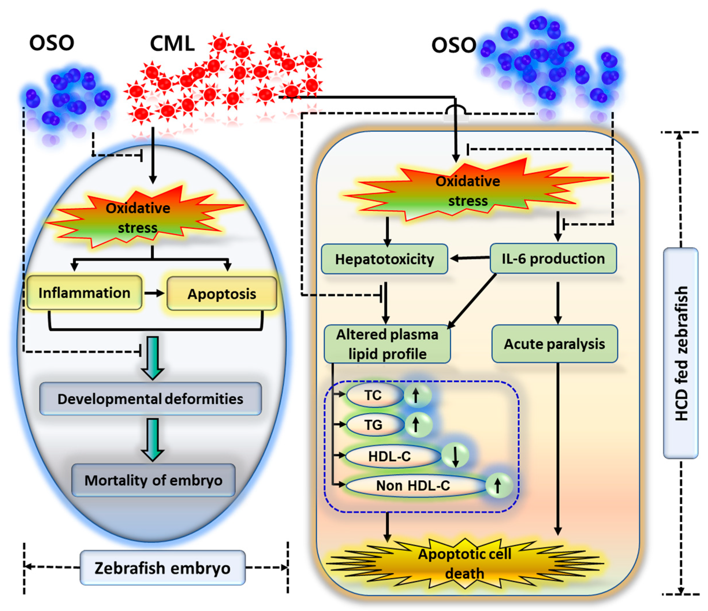 Antioxidants 12 01240 g007 Antioxidants 12 01240 g007
