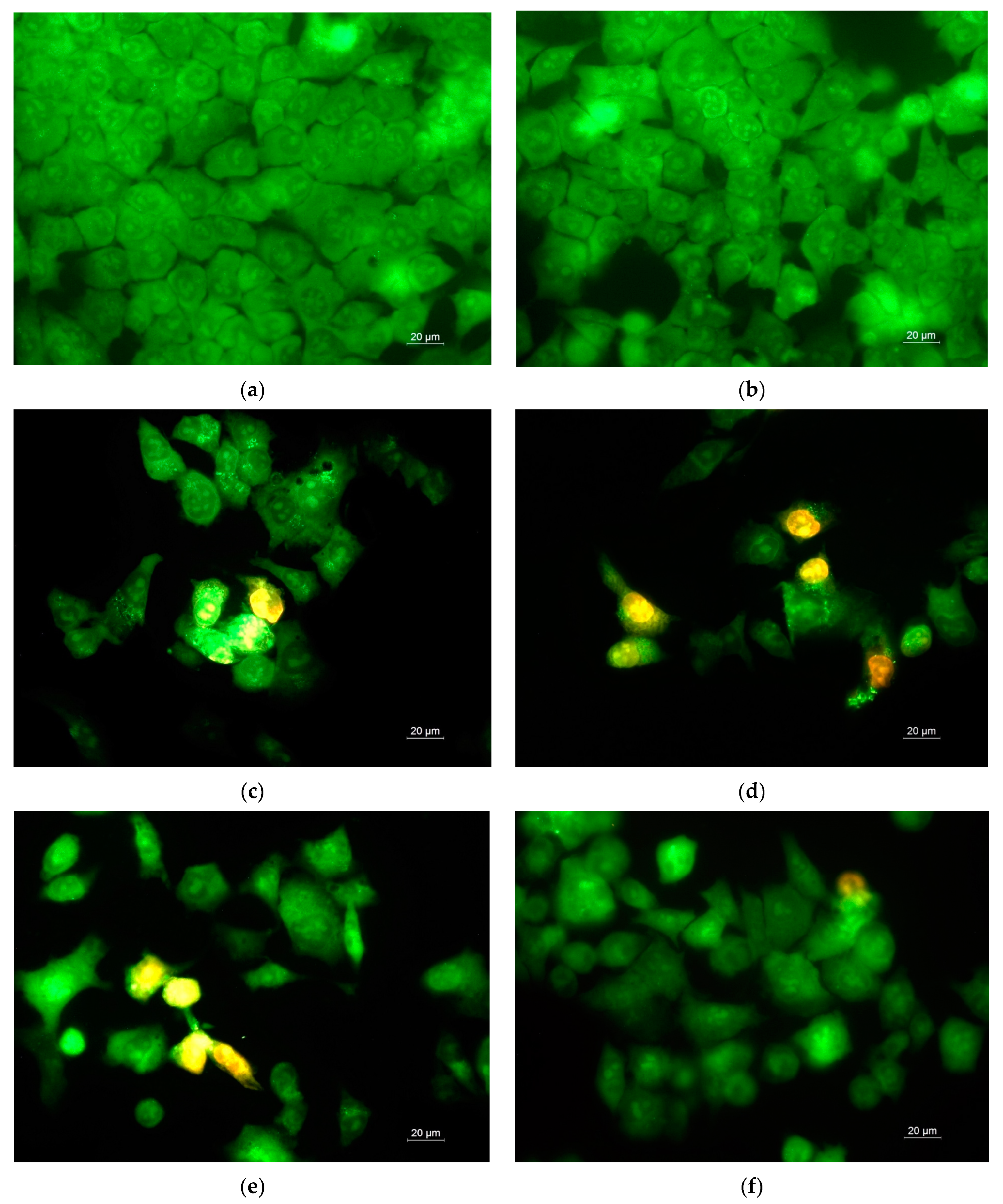 Antioxidants 12 01243 g010