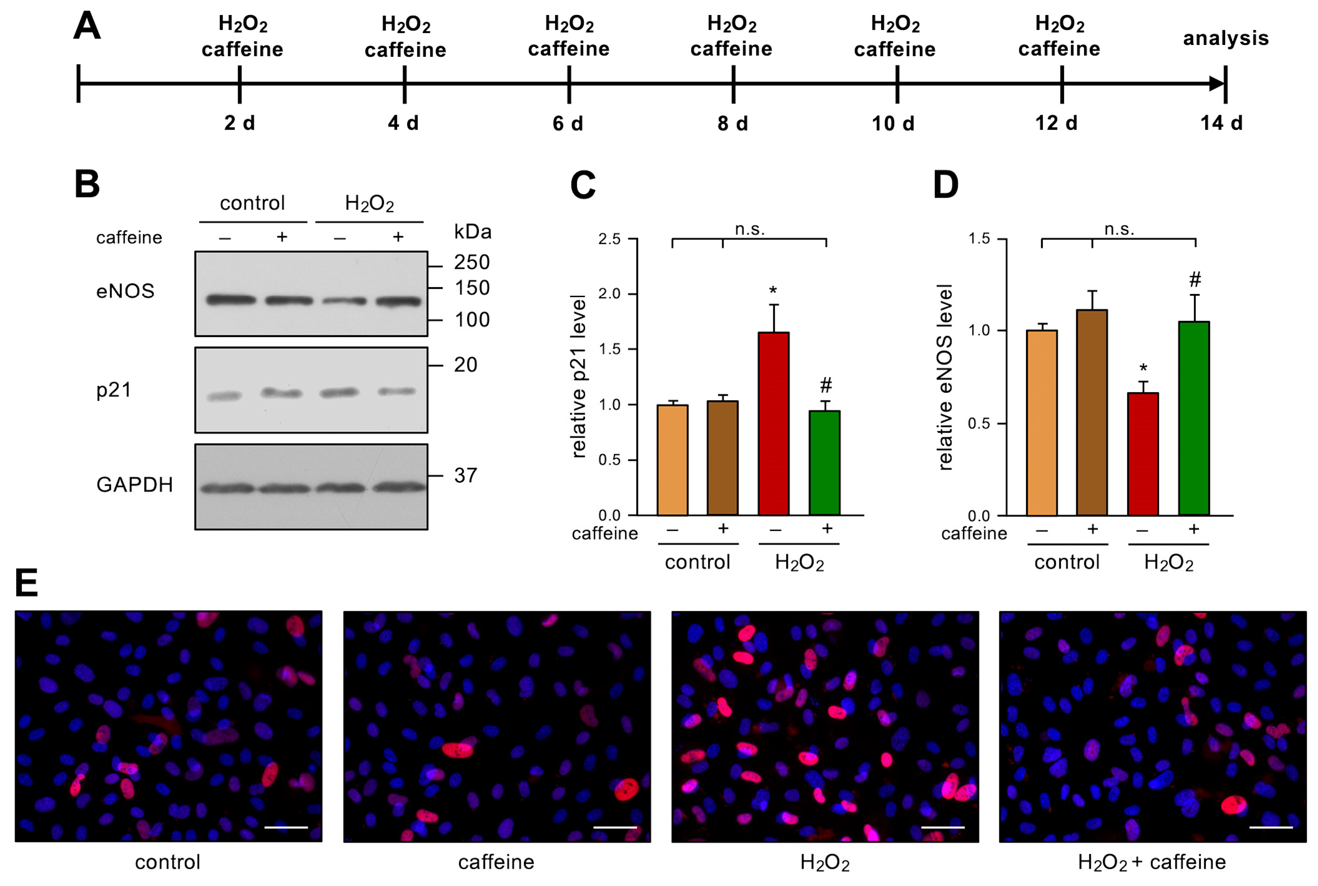 Antioxidants 12 01244 g001