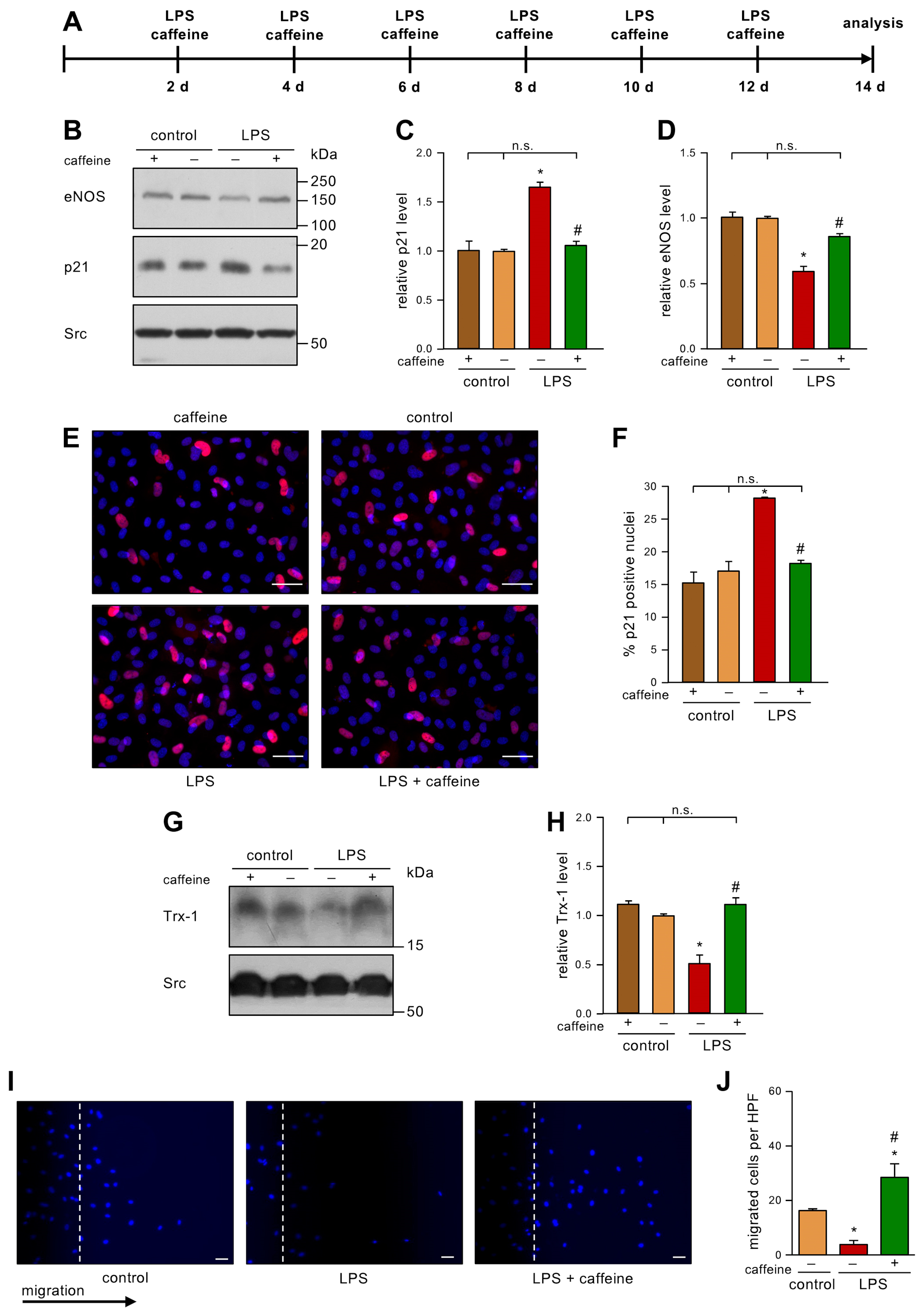 Antioxidants 12 01244 g002