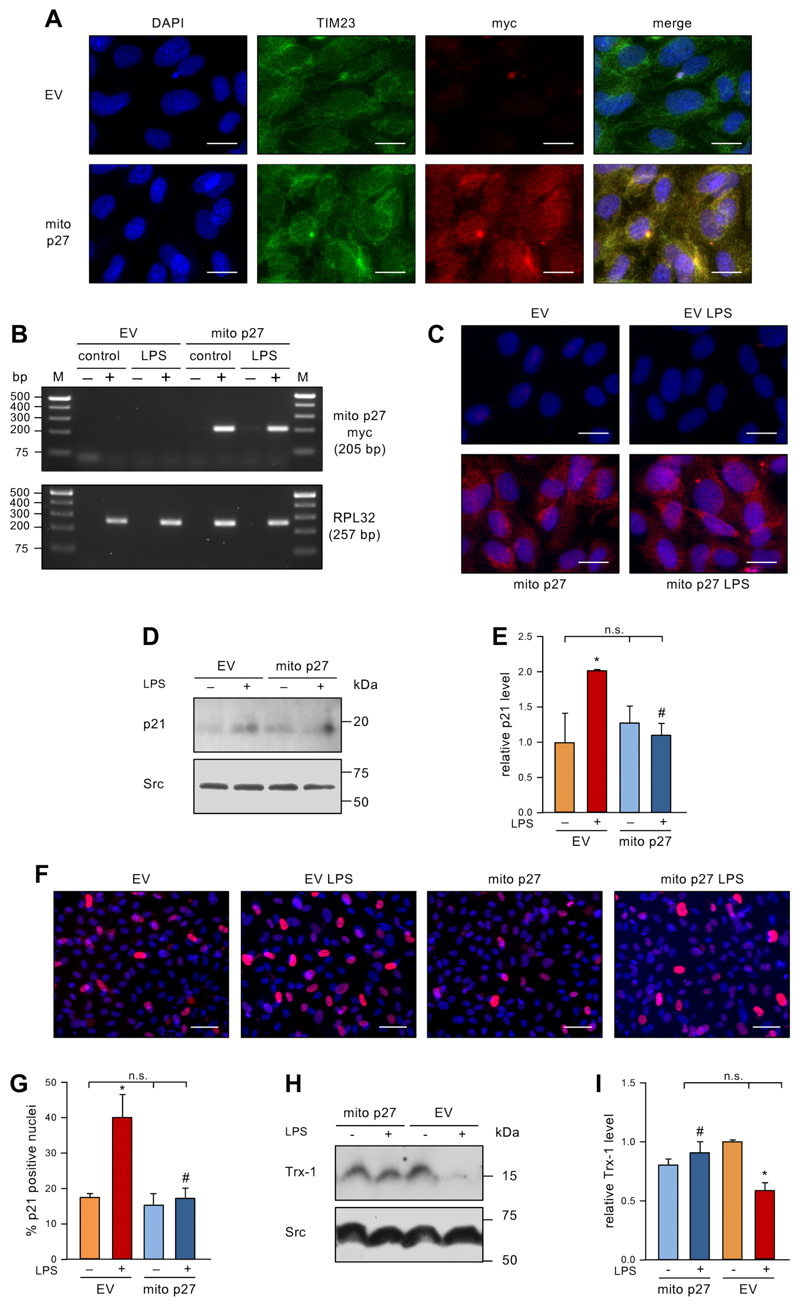 Antioxidants 12 01244 g003