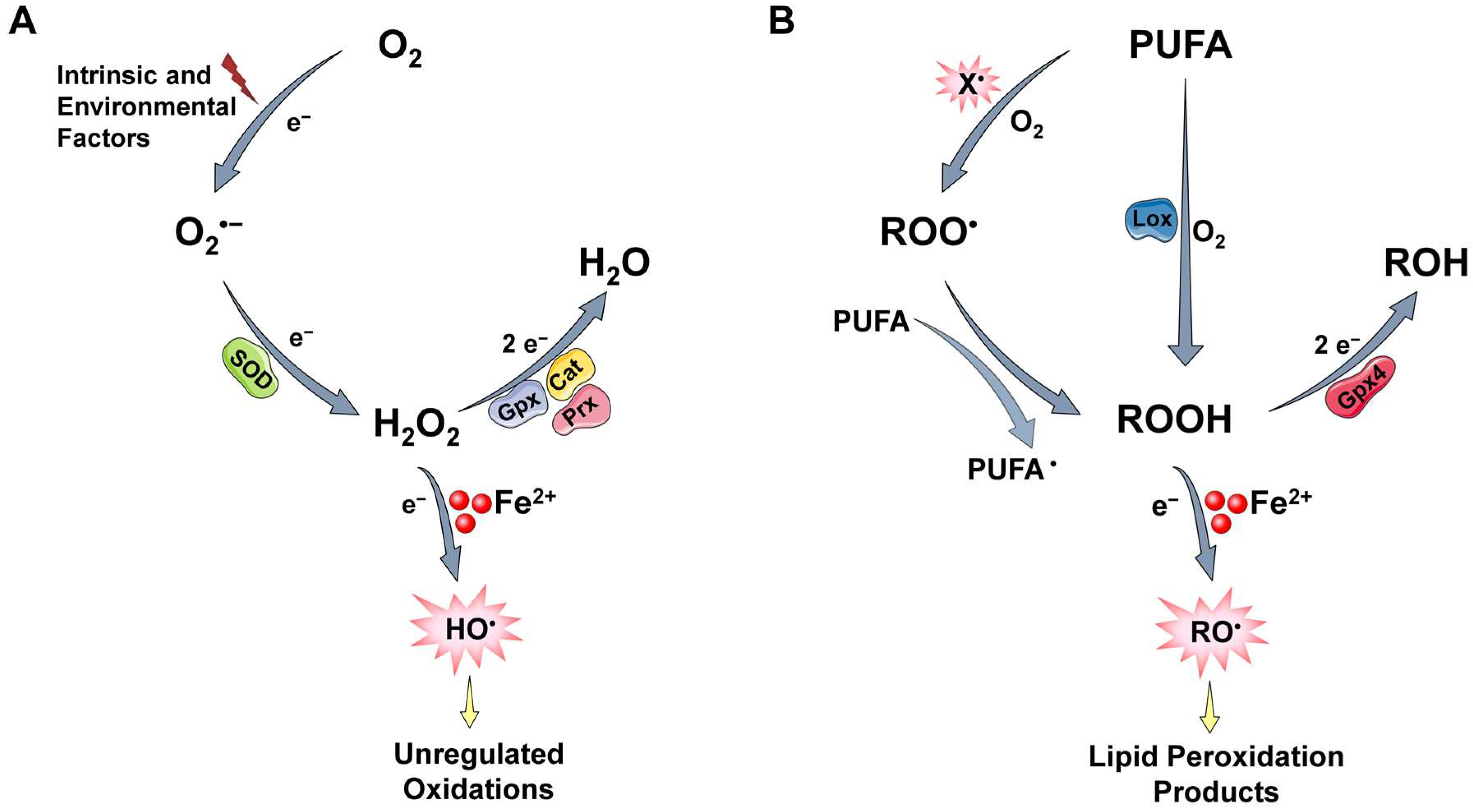 Antioxidants 12 01250 g001