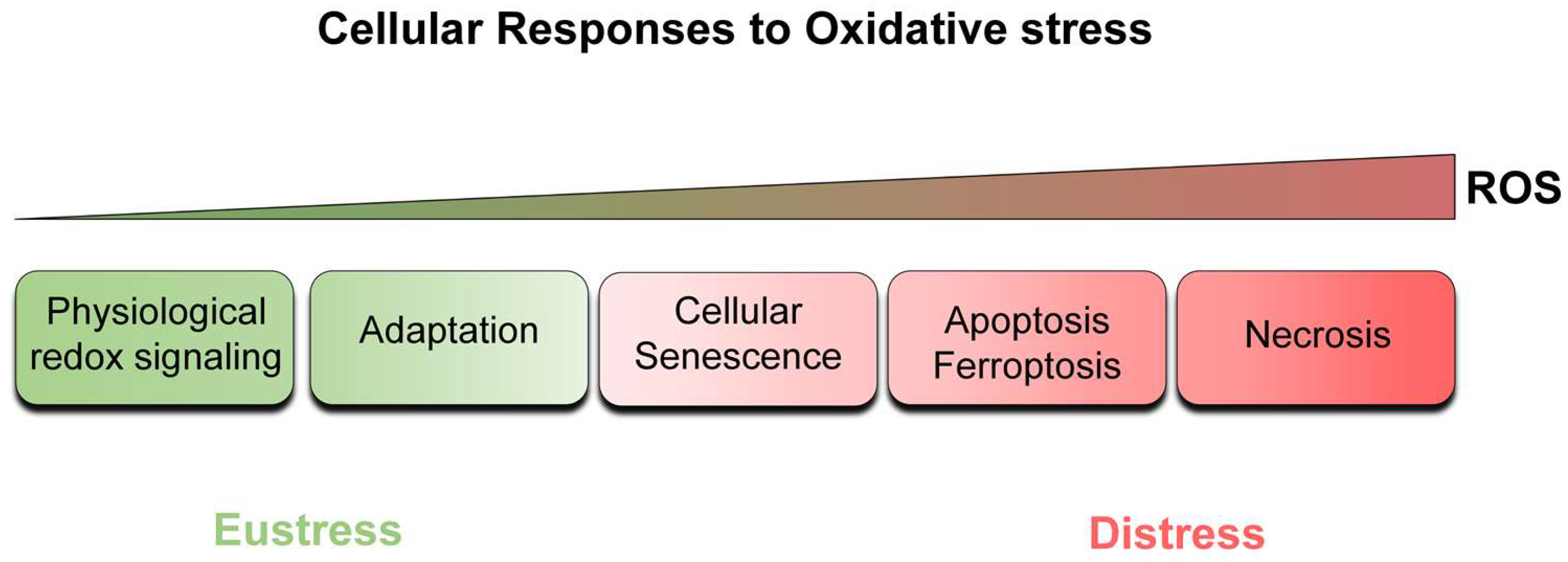 Antioxidants 12 01250 g002