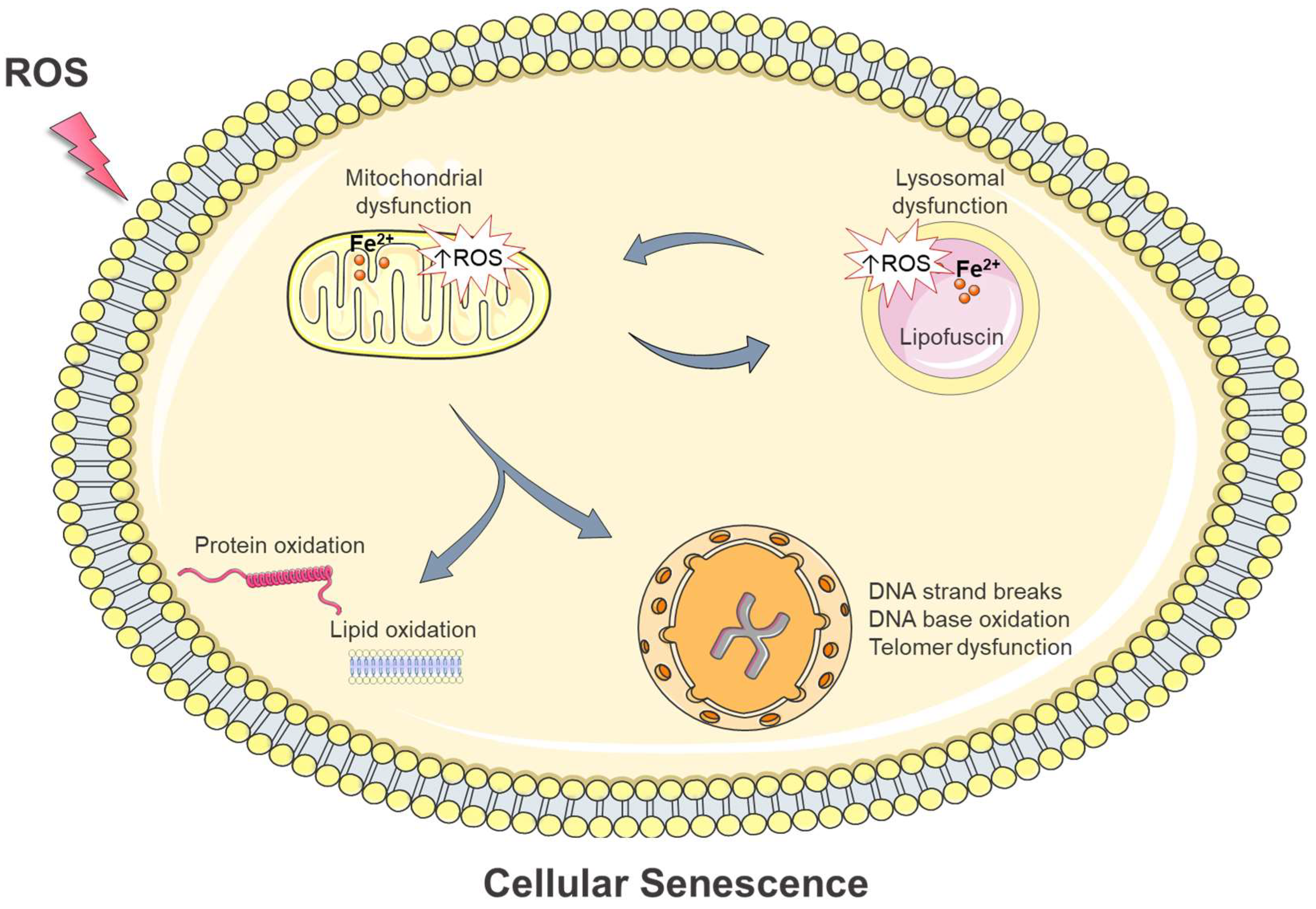 Antioxidants 12 01250 g004